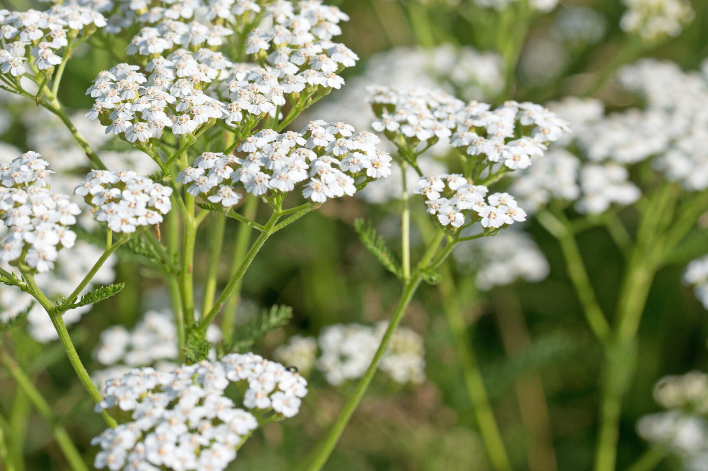 White Yarrow Seeds - Perennial Medicinal Herb, Pollinator Friendly Flower Garden, Achillea millefolium