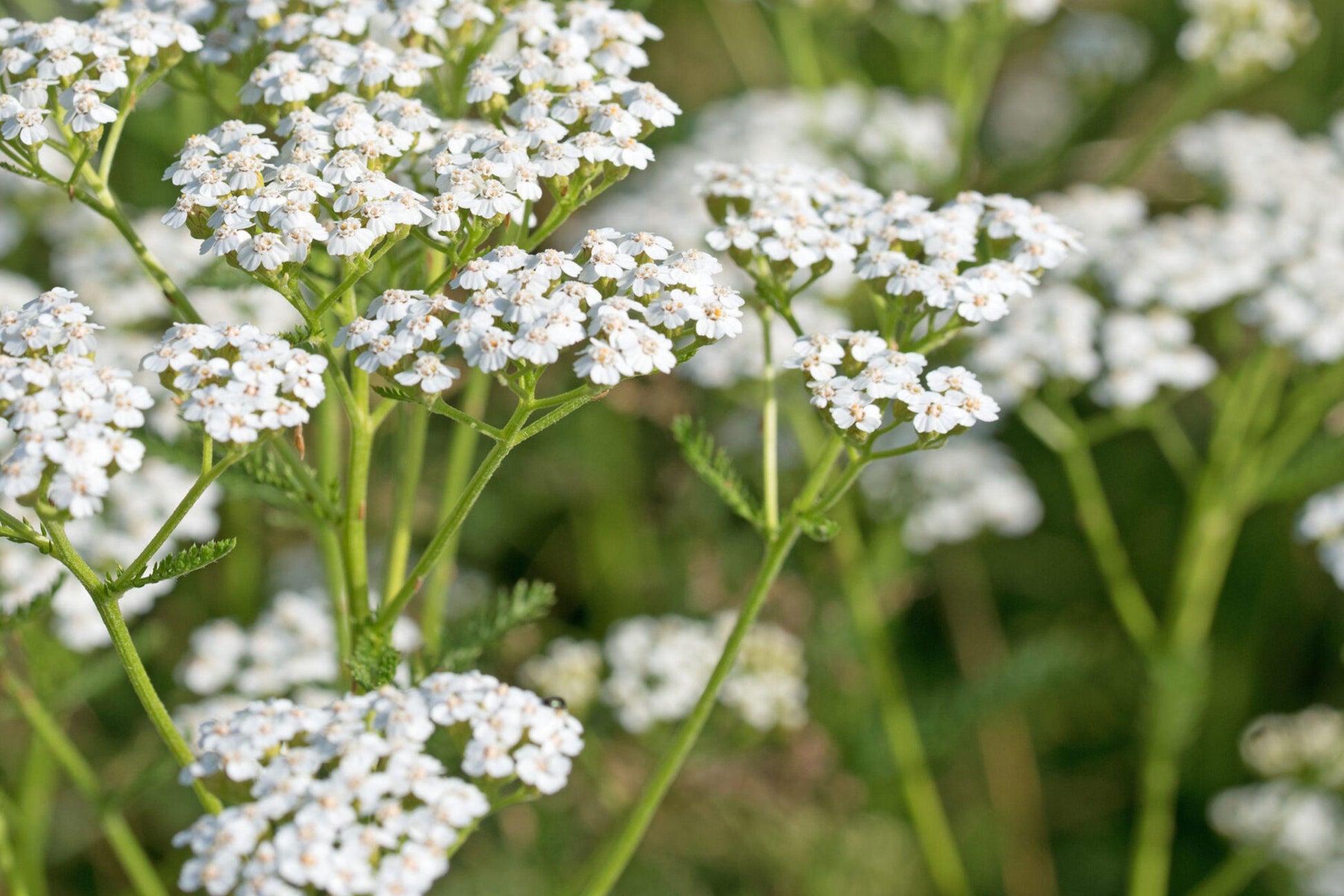 White Yarrow Seeds - Perennial Medicinal Herb, Pollinator Friendly Flower Garden, Achillea millefolium