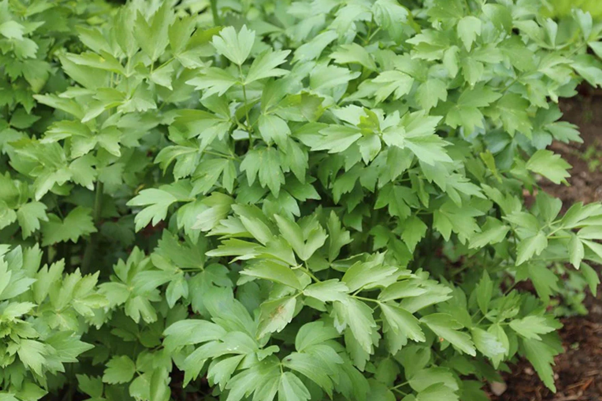 Lovage Seeds Non-GMO Open Pollinated Culinary & Medicinal Herb Levisticum officinale Perennial Plant