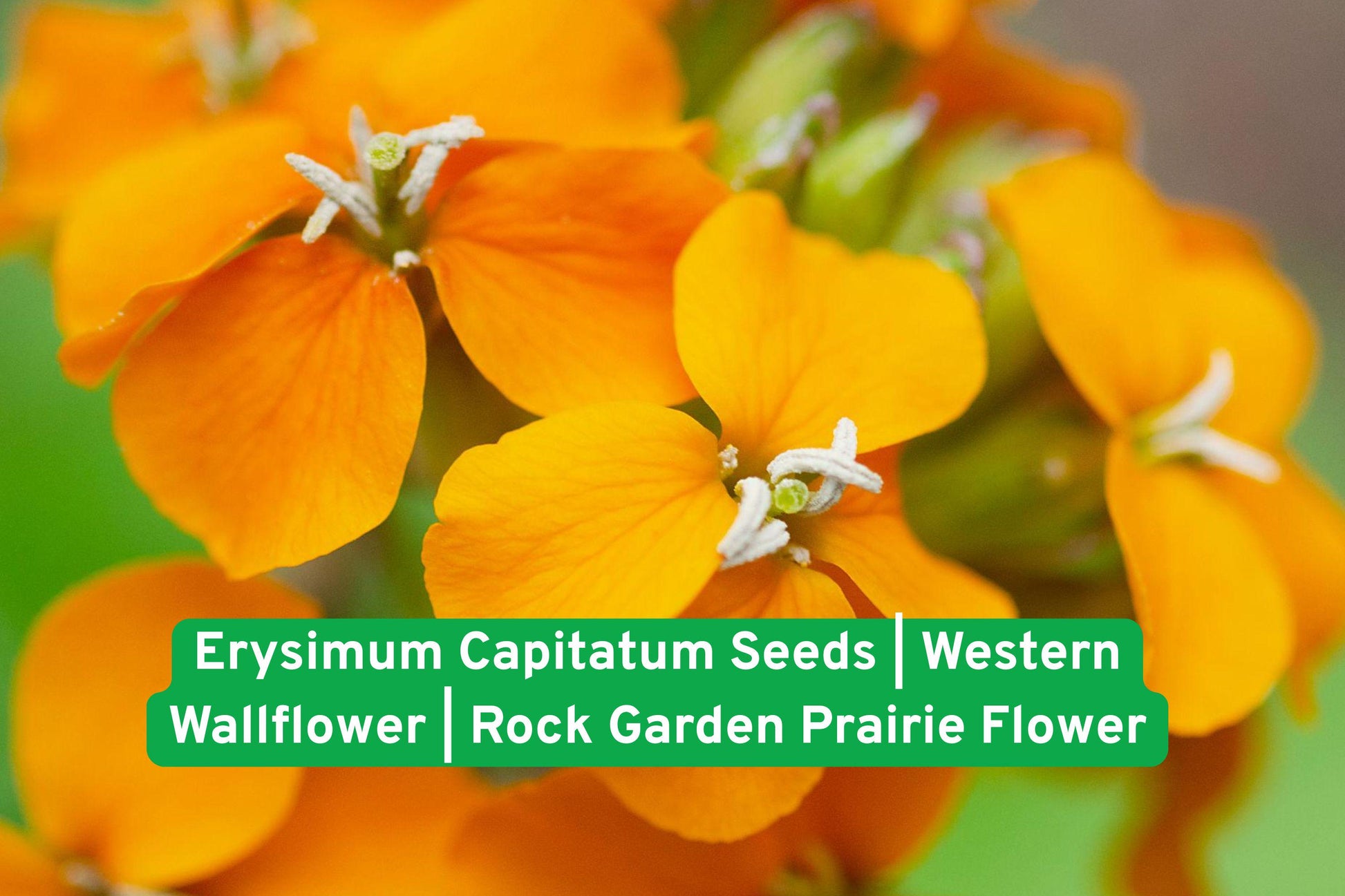 Western Wallflower seeds, native wildflower, drought-tolerant plant, rock garden plant, prairie flower seeds, yellow-orange blooms, pollinator friendly, perennial wildflower, sandy soil plant, native North American, low water plant, hardy perennial, wildflower seed packet