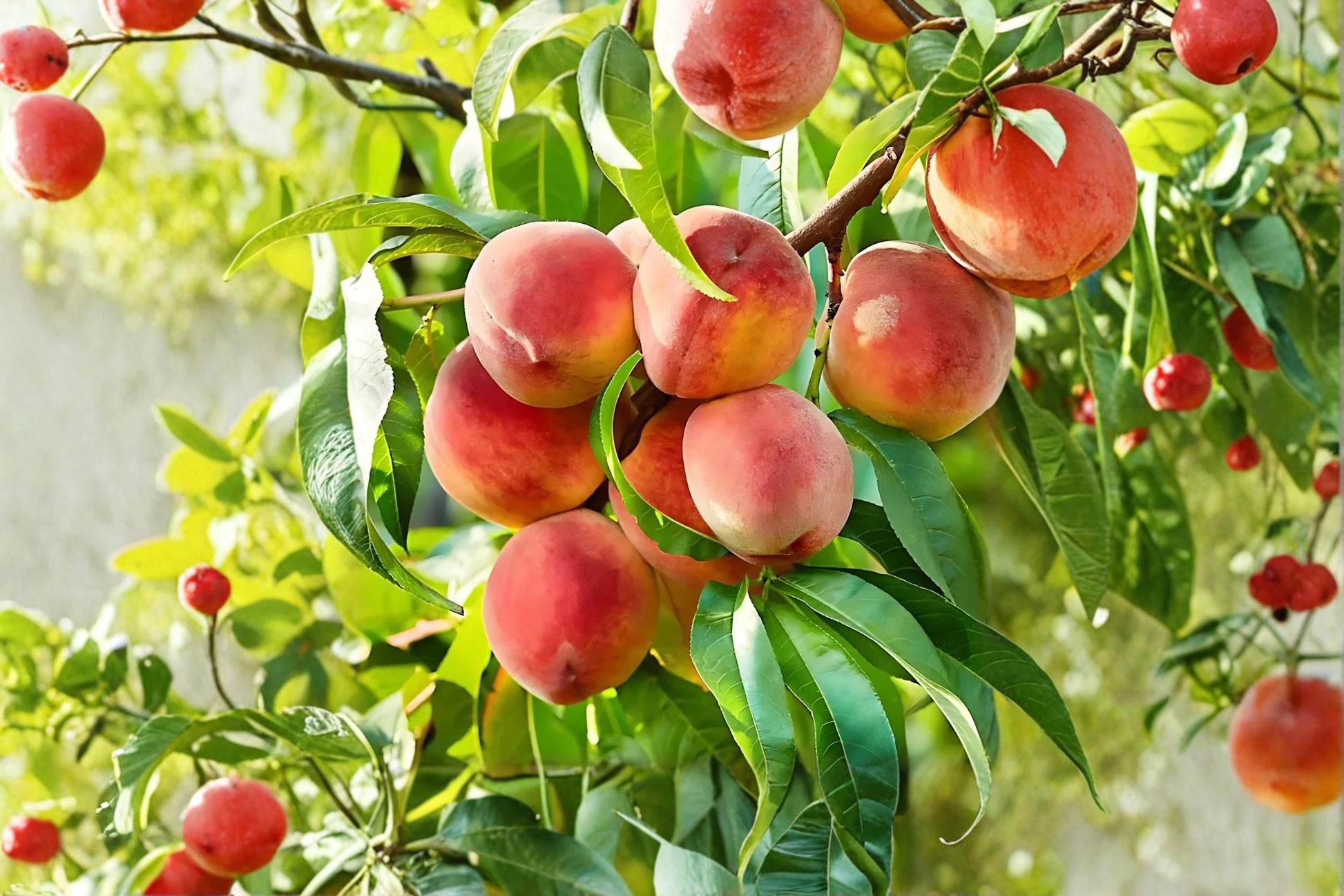 Contender Peach Tree Bare Root 2 ft Prunus persica Fruit Tree for Garden & Orchard