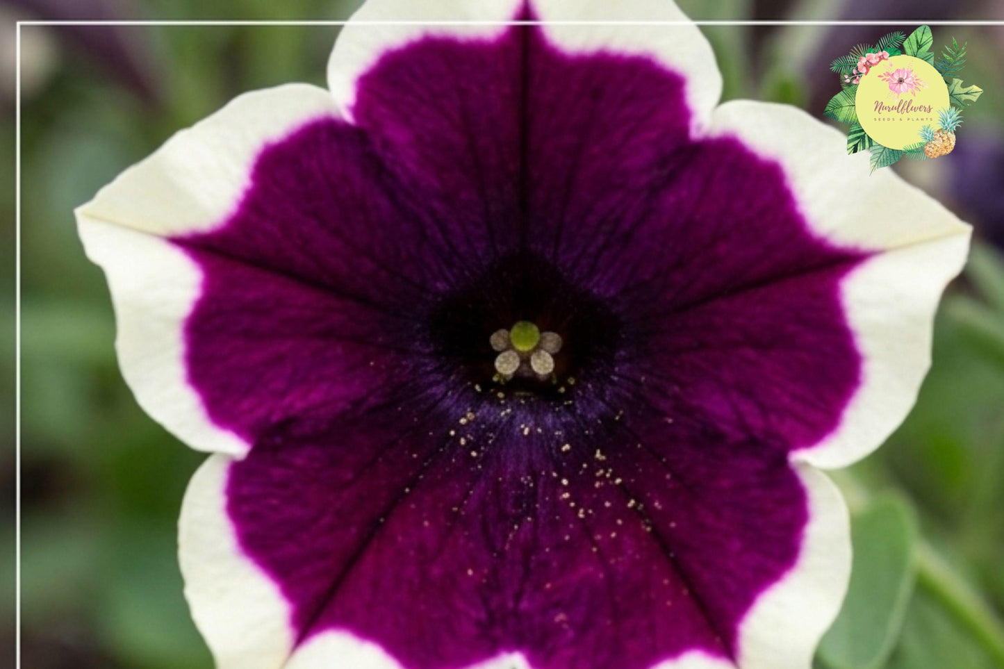 Raspberry Whirl Petunia Seeds – Swirling Pink and White Annual Flower Bulk Pack (1000+ Seeds)
