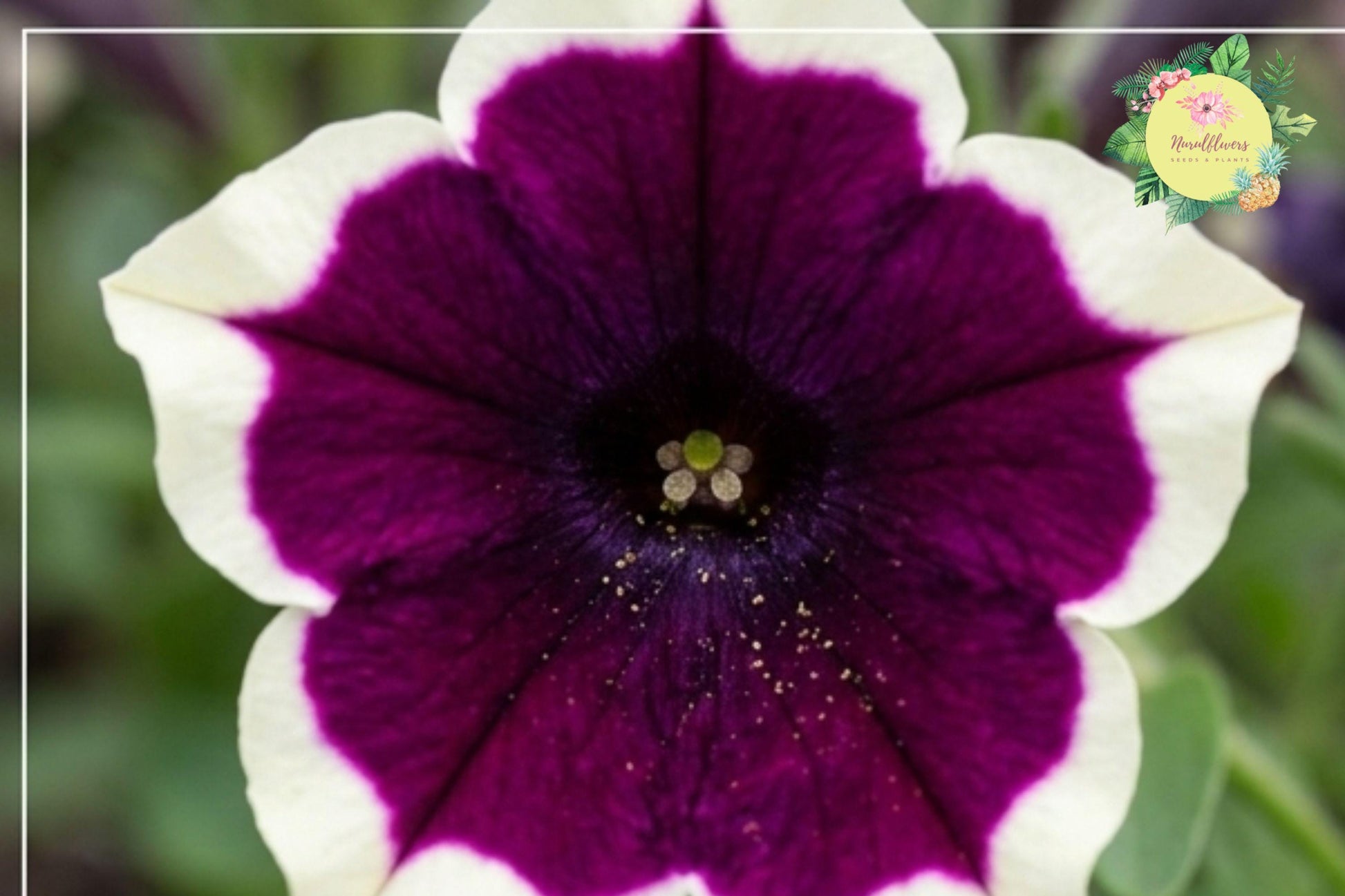 Raspberry Whirl Petunia Seeds – Swirling Pink and White Annual Flower Bulk Pack (1000+ Seeds)