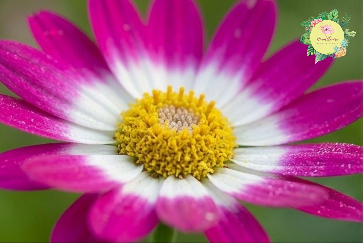 Daisy Seeds 125+ Pack, Bellis perennis, Annual Garden Flower Mix for Borders & Containers