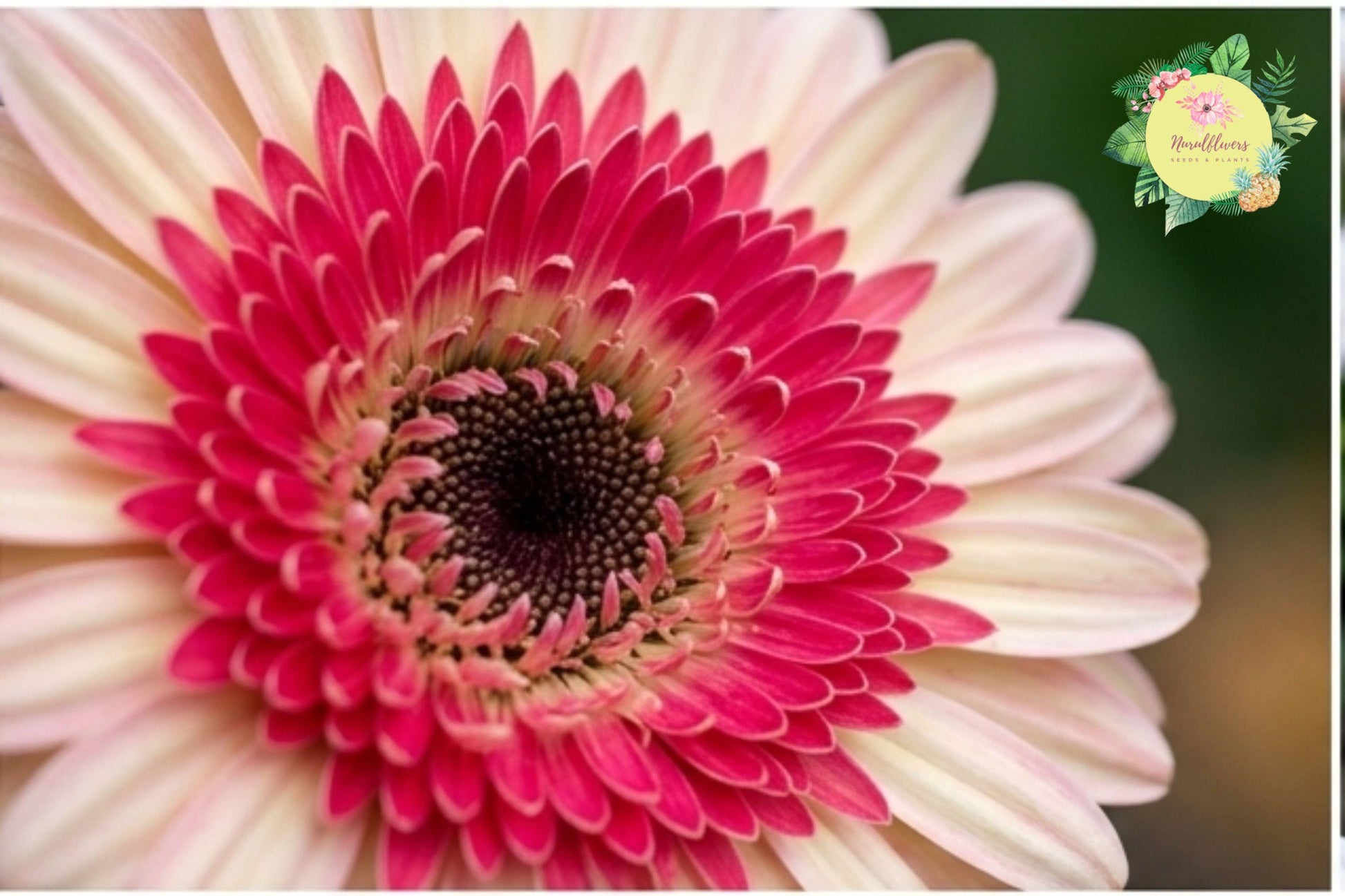 Gerbera Daisy Seeds – 50+ Annual Flower Seeds for Garden Beds, Bright Colors, Easy to Grow, Pollinator Attracting, Gerbera jamesonii