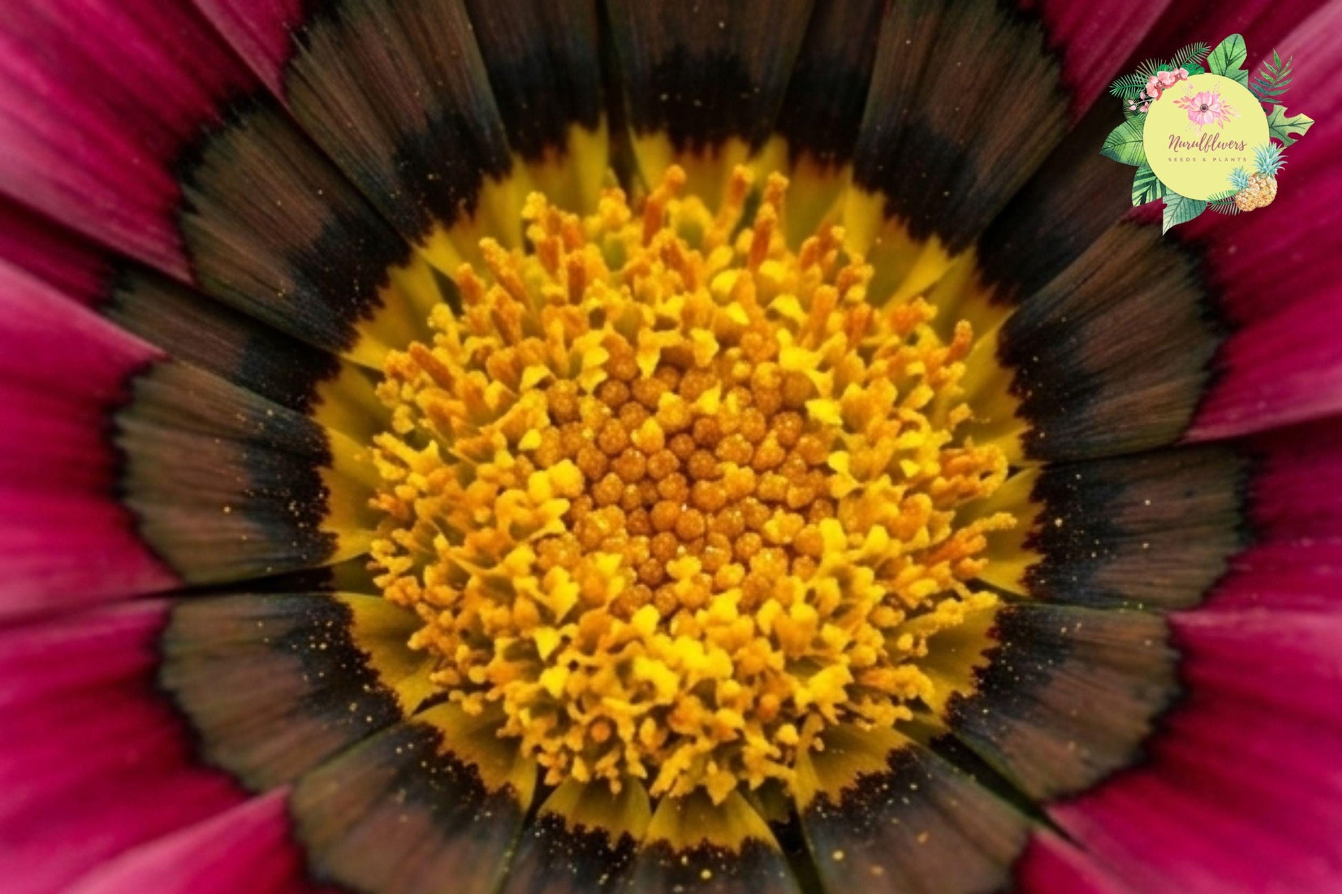 Gazania Seeds - Cherry Sweetheart Fragrant Non-GMO Flower Seeds for Garden, Bright Red Blooms, Gazania rigens, Drought-Tolerant, Easy to Grow