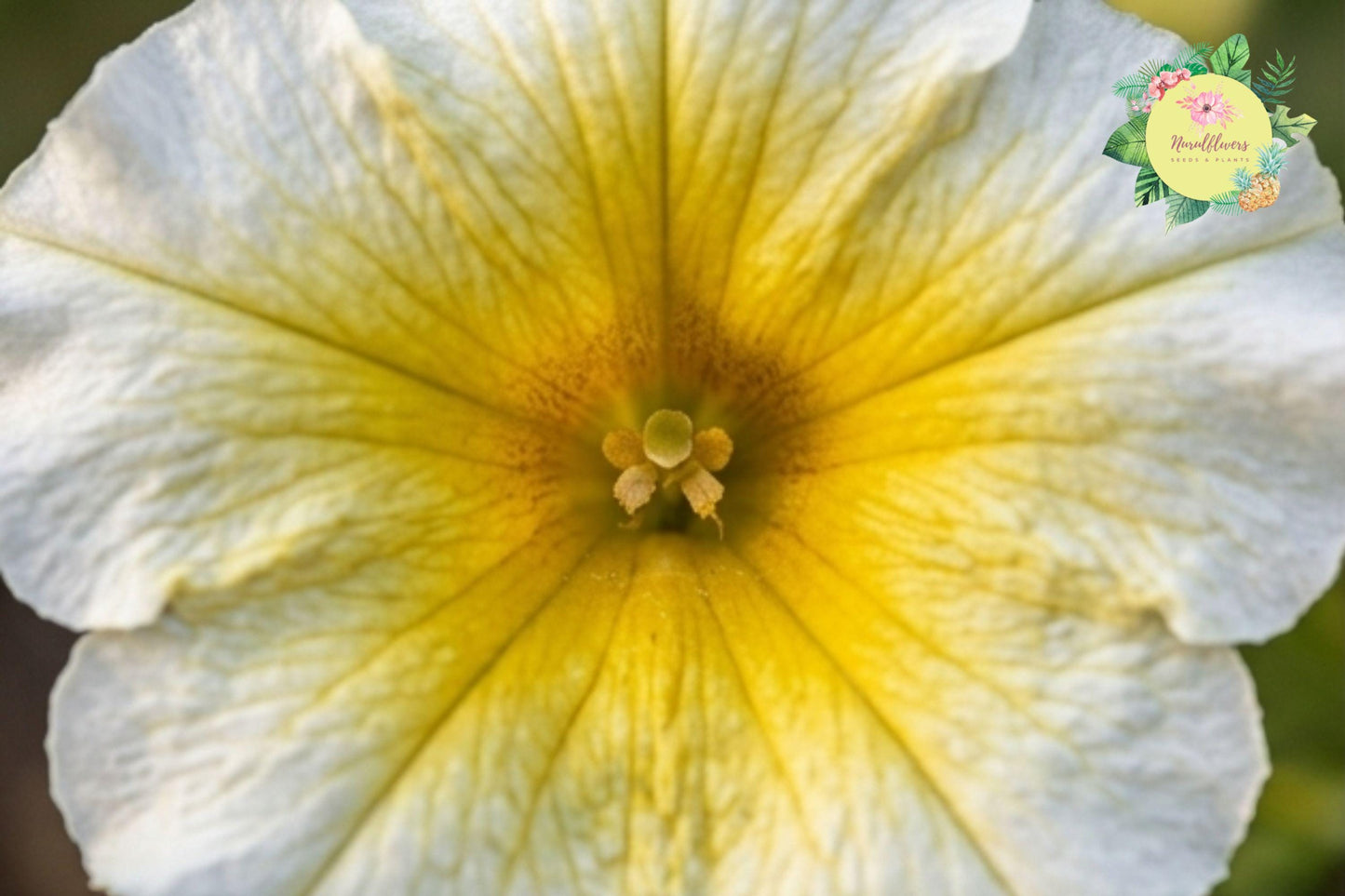 Sun Grand Petunia Seeds – 1000+ Bulk Annual Flower Seeds for Garden Beds, Containers & Hanging Baskets – Petunia × hybrida