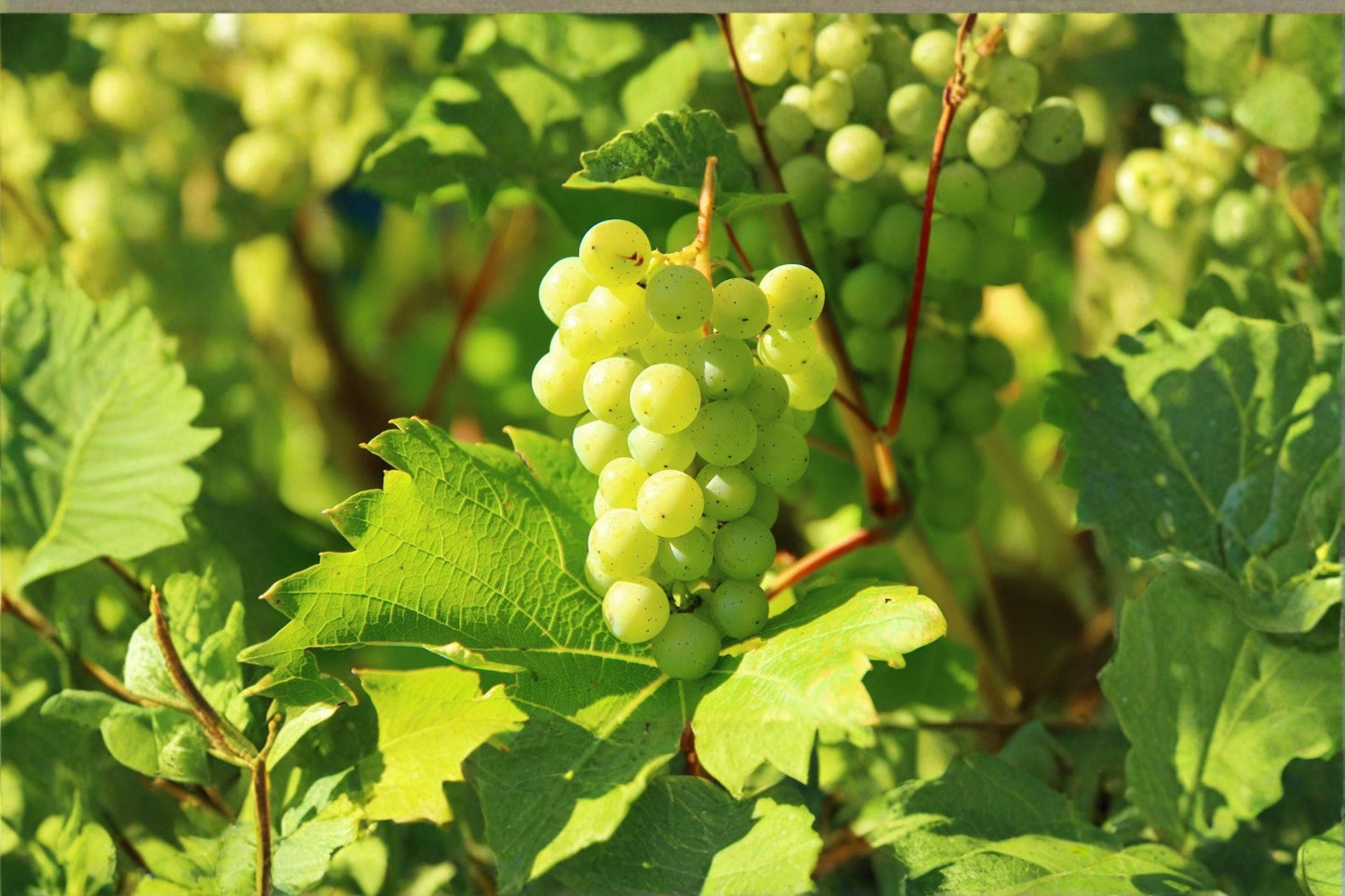 Thompson Grape Cuttings 8 Unrooted Vines Vitis vinifera Seedless Green Grape Vine for Garden & Vineyard