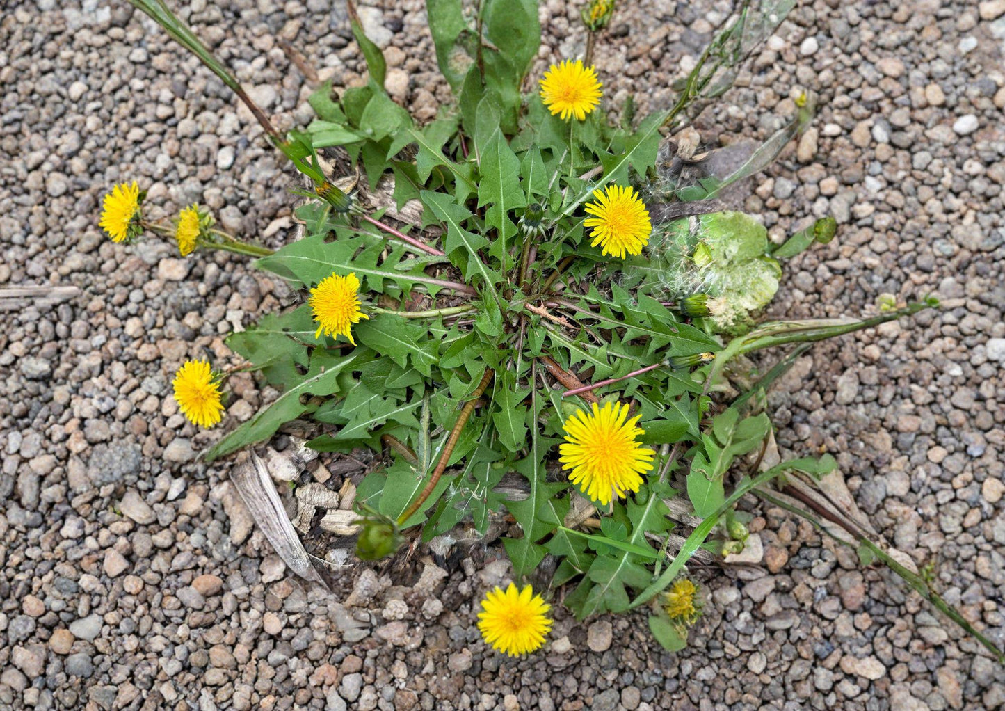 Dandelion Seeds, Edible Herb, Medicinal Plant, Pollinator Support, Wild Greens, Taraxacum officinale, 250 Seeds