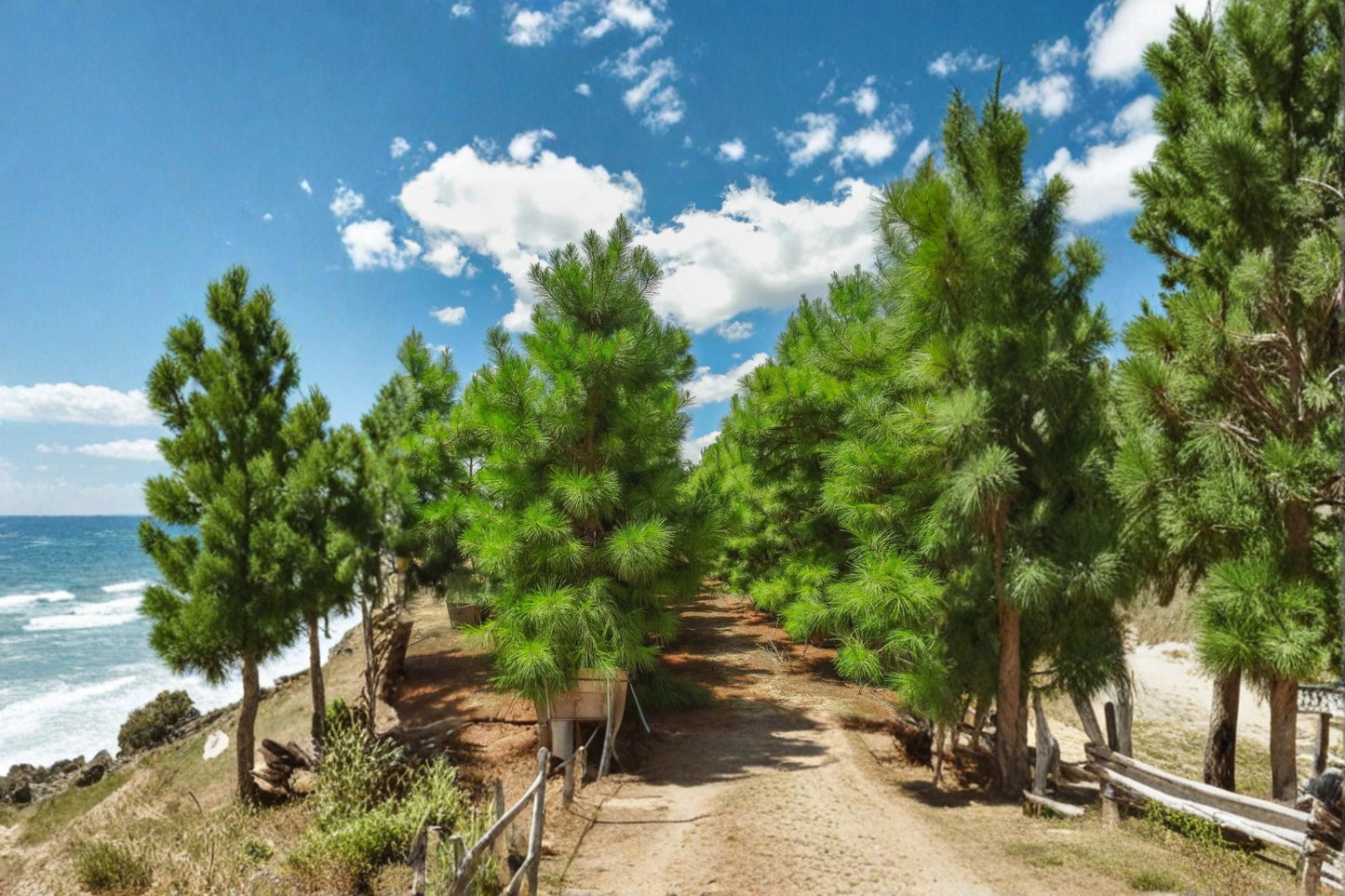 Loblolly Pine Live Trees 1–2 ft Tall | Evergreen Conifer Pinus taeda for Landscaping & Windbreaks
