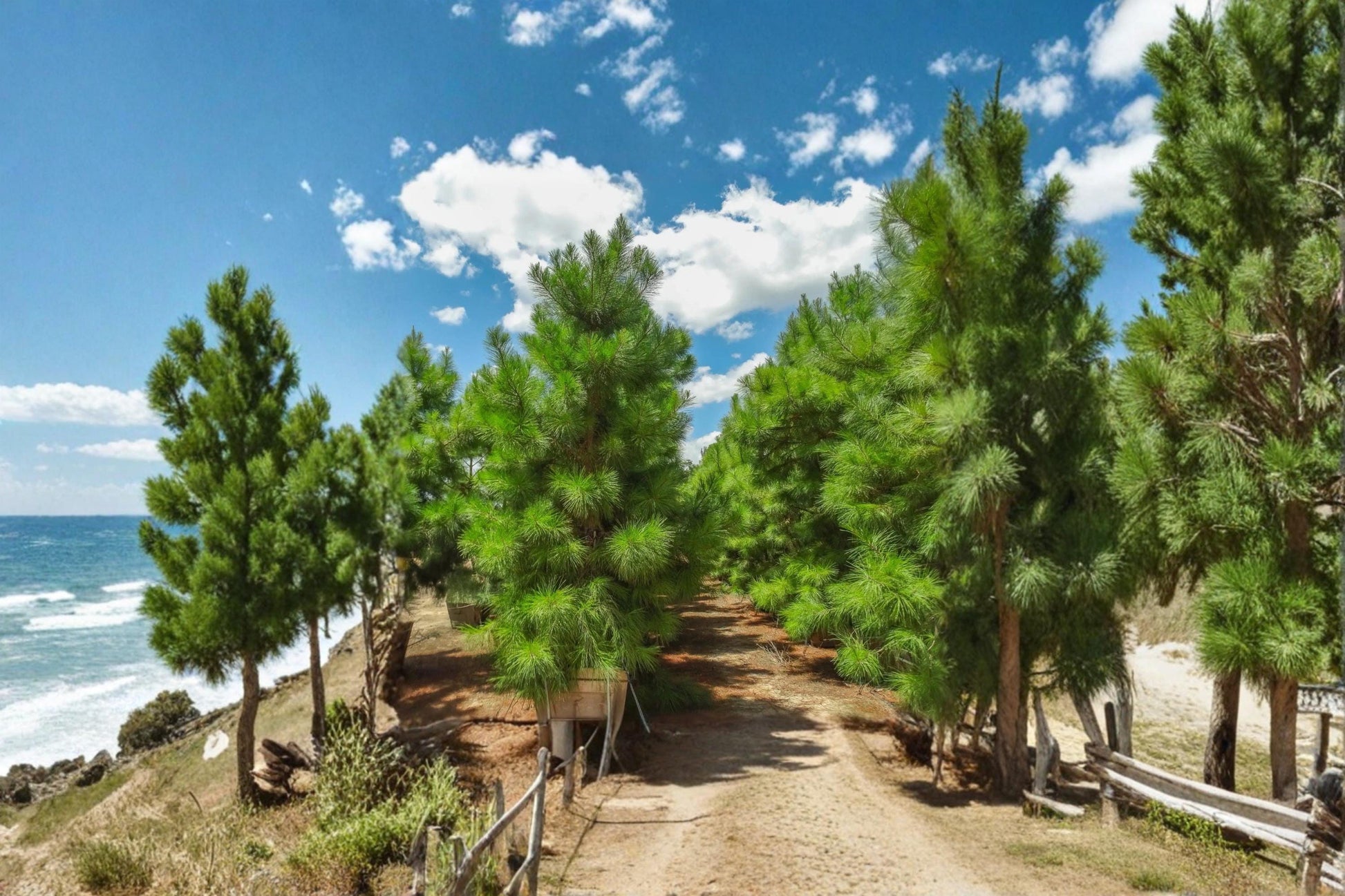 Loblolly Pine Live Trees 1–2 ft Tall | Evergreen Conifer Pinus taeda for Landscaping & Windbreaks