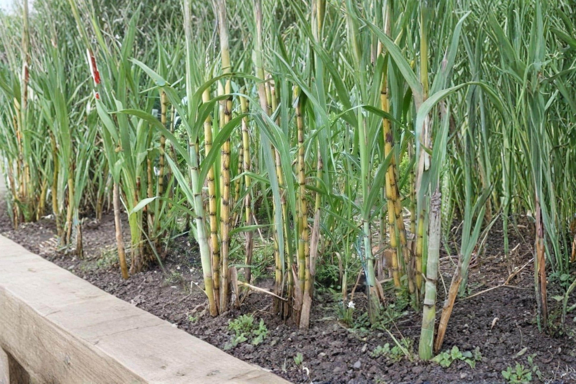 Sugarcane Rooted Cuttings 2" | Saccharum officinarum Tropical Live Plant for Gardens