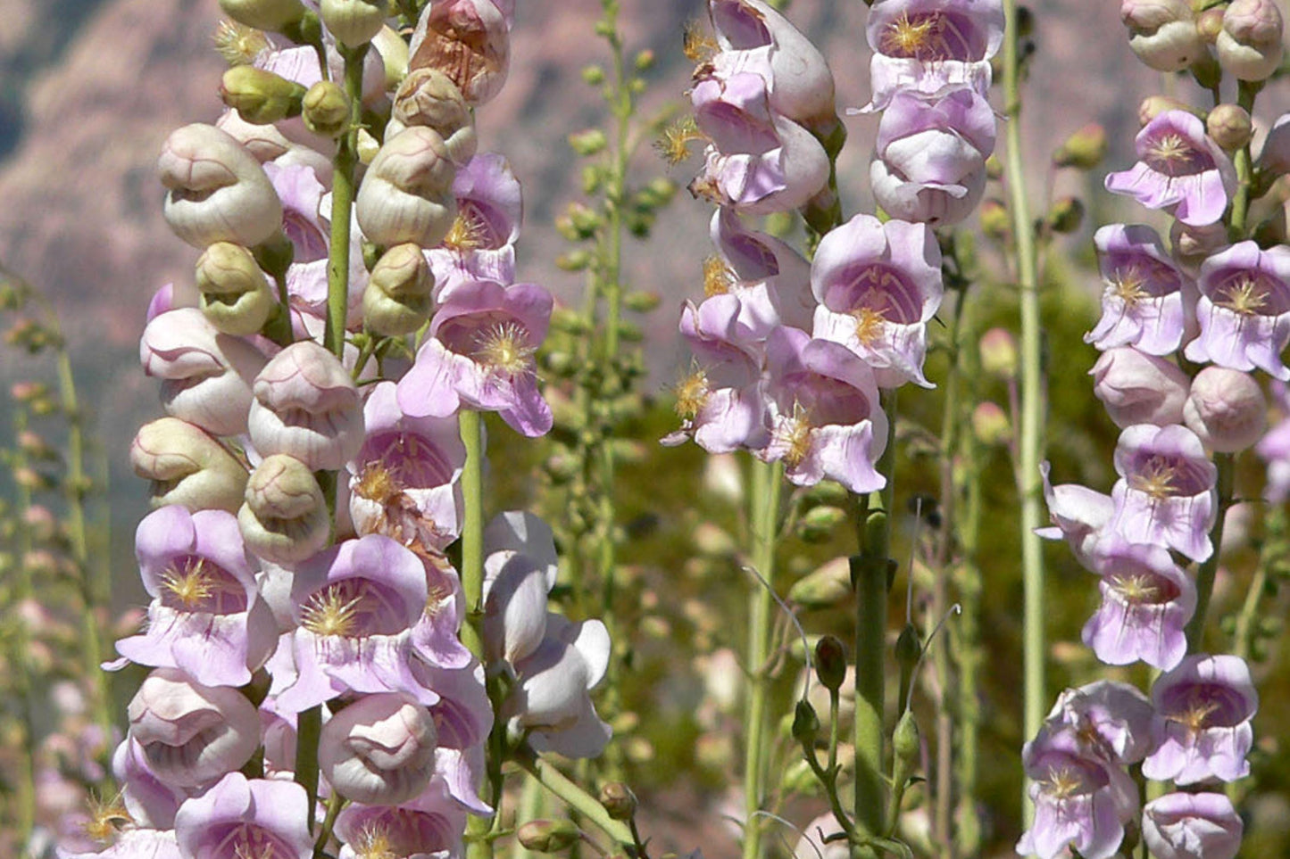 Penstemon Palmeri Seeds – Native Wildflower for Pollinator Gardens, Drought Tolerant, Pink Fragrant Blooms, Bee & Hummingbird Friendly