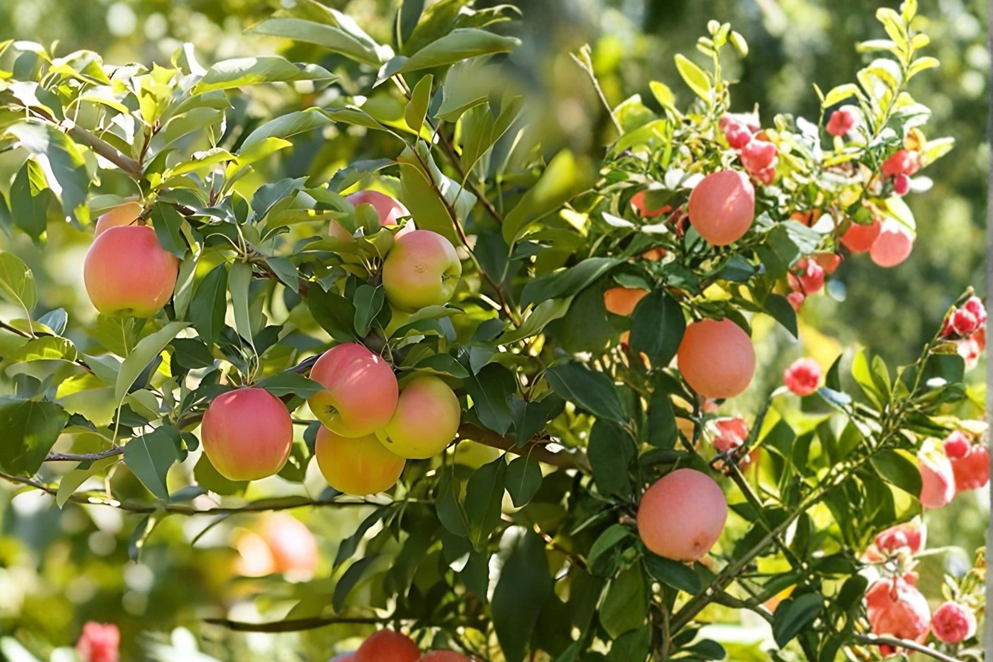 Fuji Apple Tree - 2 ft Bare Root Malus domestica ‘Fuji’ Fruit Tree for Garden or Orchard