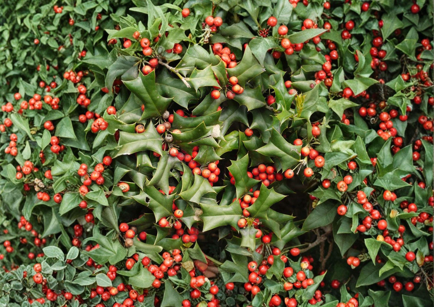 Chinese Holly Seeds – Evergreen Shrub, Red Berries, Ilex Cornuta, Ornamental Hedge & Landscape Plant