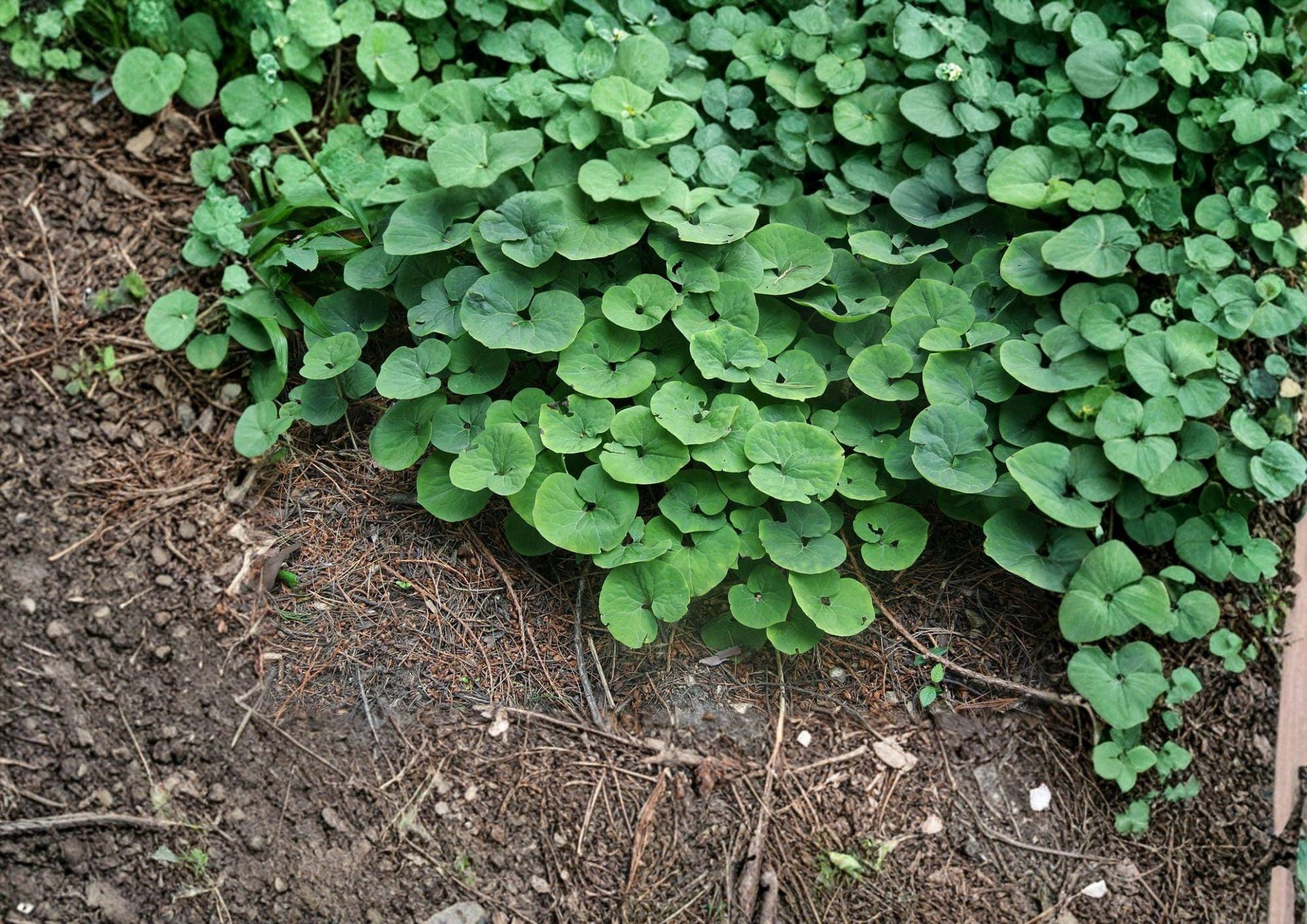 Wild Ginger Seeds – Native Heart-Shaped Leaf Groundcover for Shade Gardens – Asarum Canadense, Perennial, Native Plant, Shade-Loving Groundcover