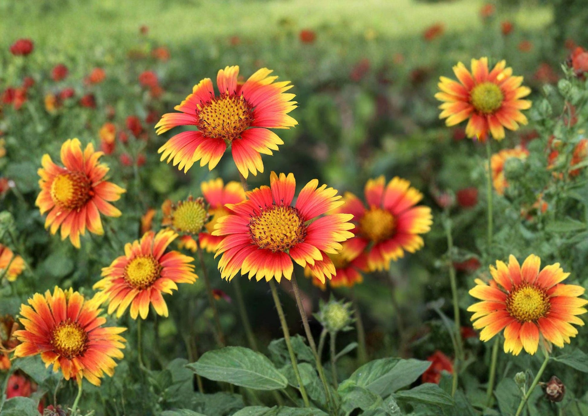 Indian Blanket Gaillardia Pulchella Seeds - Bright Red Yellow Wildflower for Pollinator Gardens & Borders