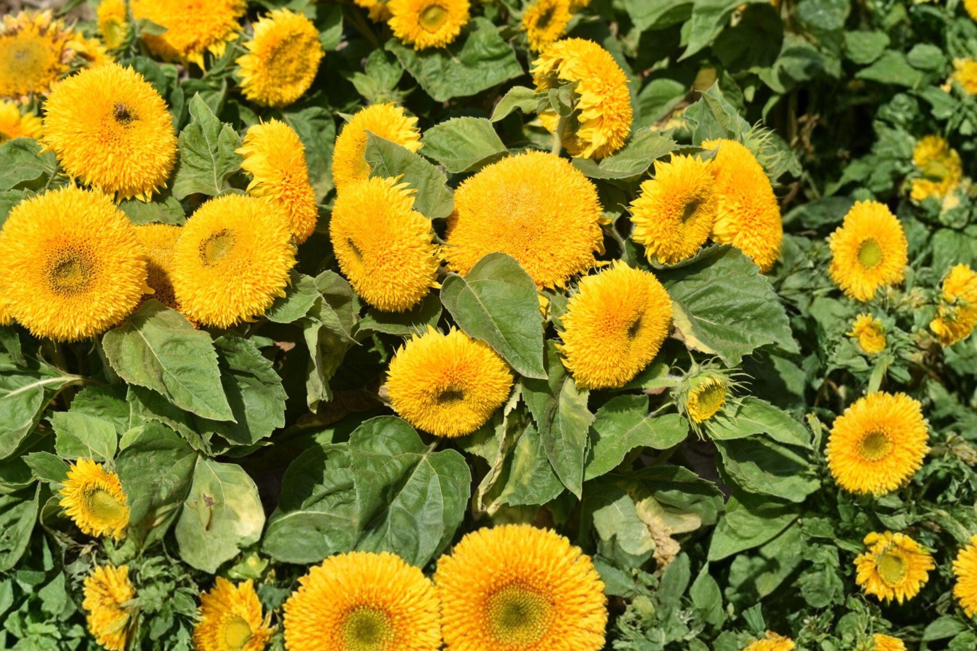 Teddy Bear Sunflower Seeds – Double Bloom Dwarf Sungold Variety, Bright Yellow, Pollinator Friendly, 15 Seeds