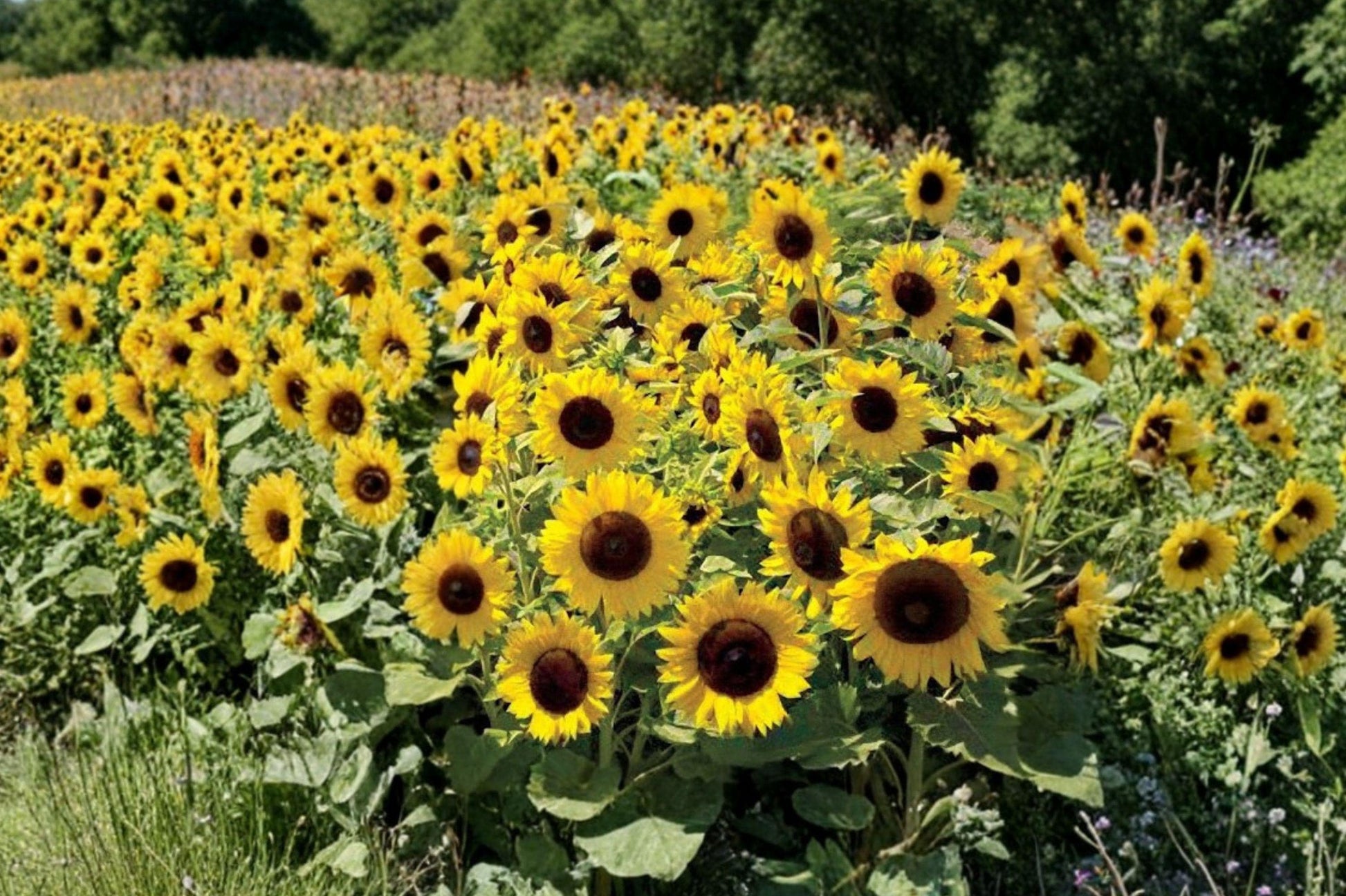 Dwarf Sunflower Seeds – Large Golden Blooms, Compact Annual, Sunspot Variety, Pollinator Friendly, 15 Seeds