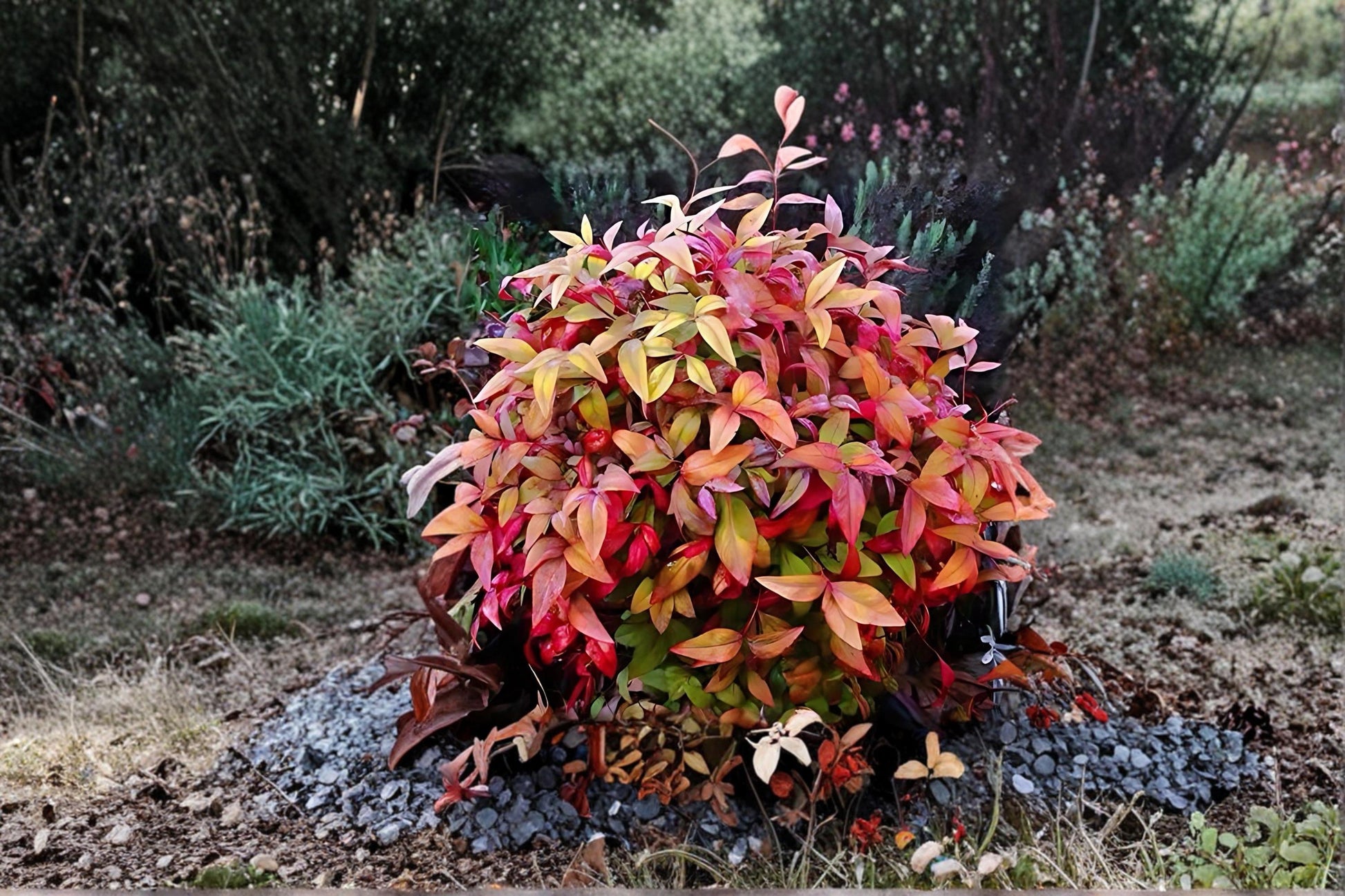 American Bittersweet Vines 12-18" Climbing Ornamental Fruit Native Celastrus scandens