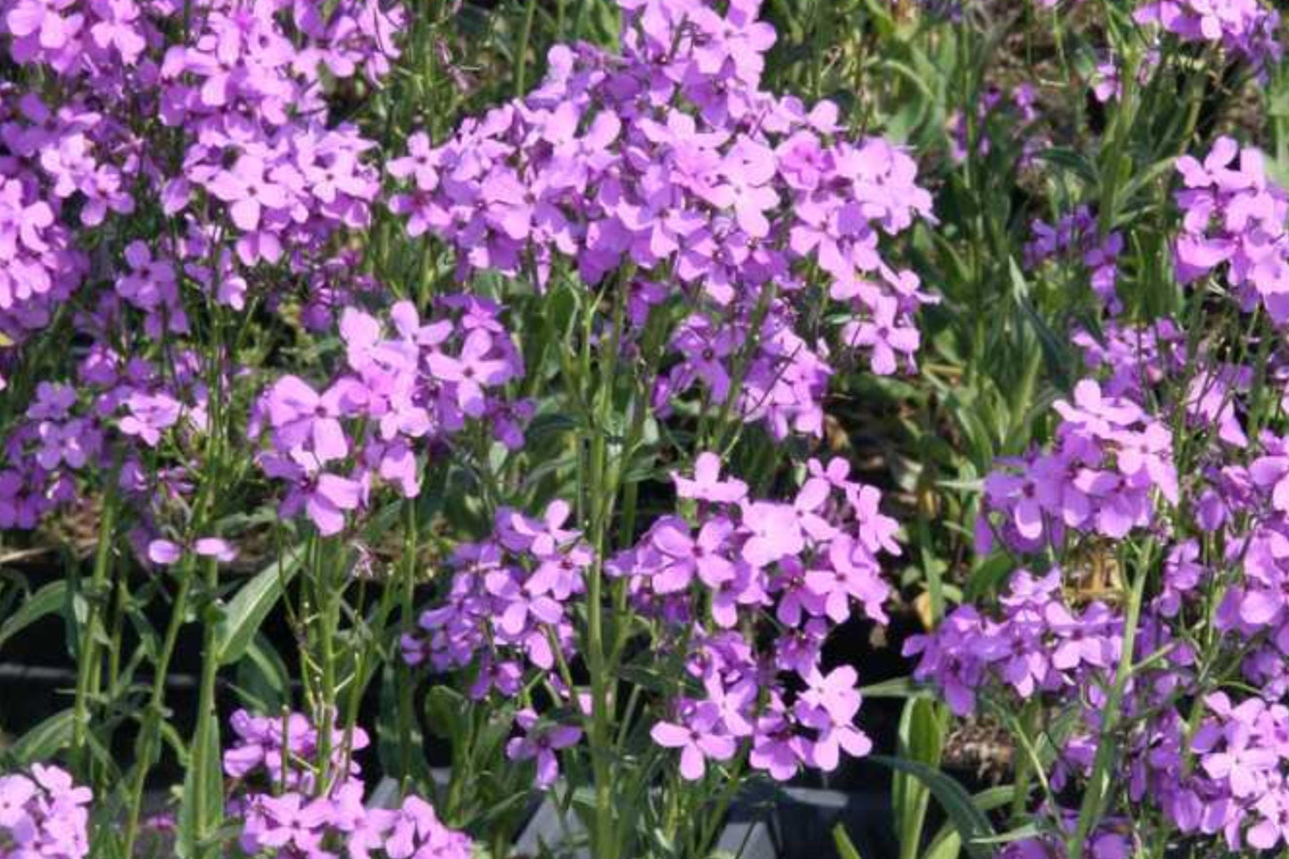 Dames Rocket Seeds – Fragrant Biennial Flowers for Cottage Garden, Purple, Pink & White, Hesperis matronalis, Pollinator Friendly
