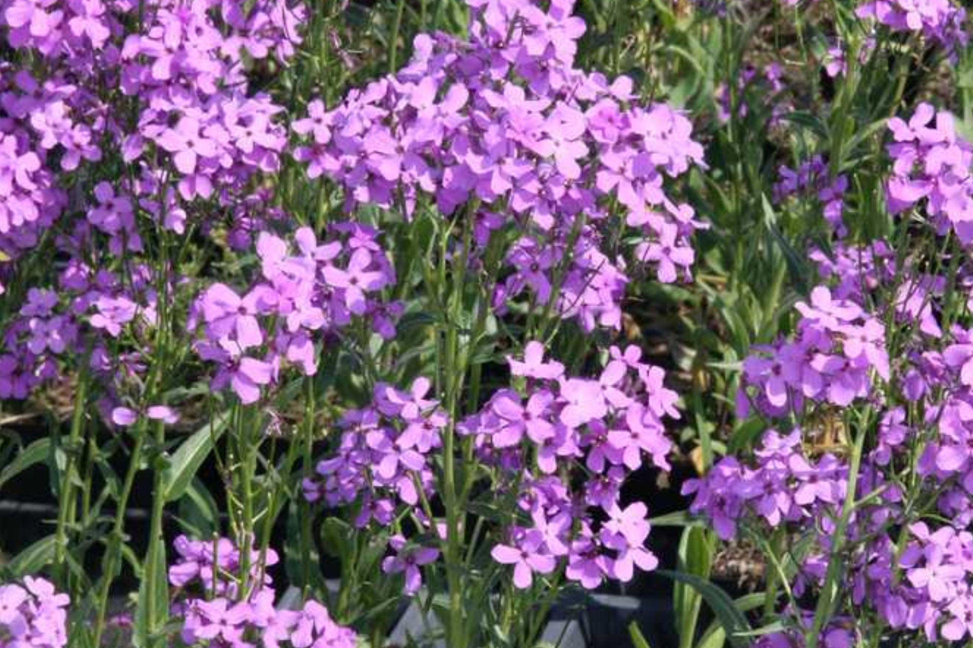 Dames Rocket Seeds – Fragrant Biennial Flowers for Cottage Garden, Purple, Pink & White, Hesperis matronalis, Pollinator Friendly