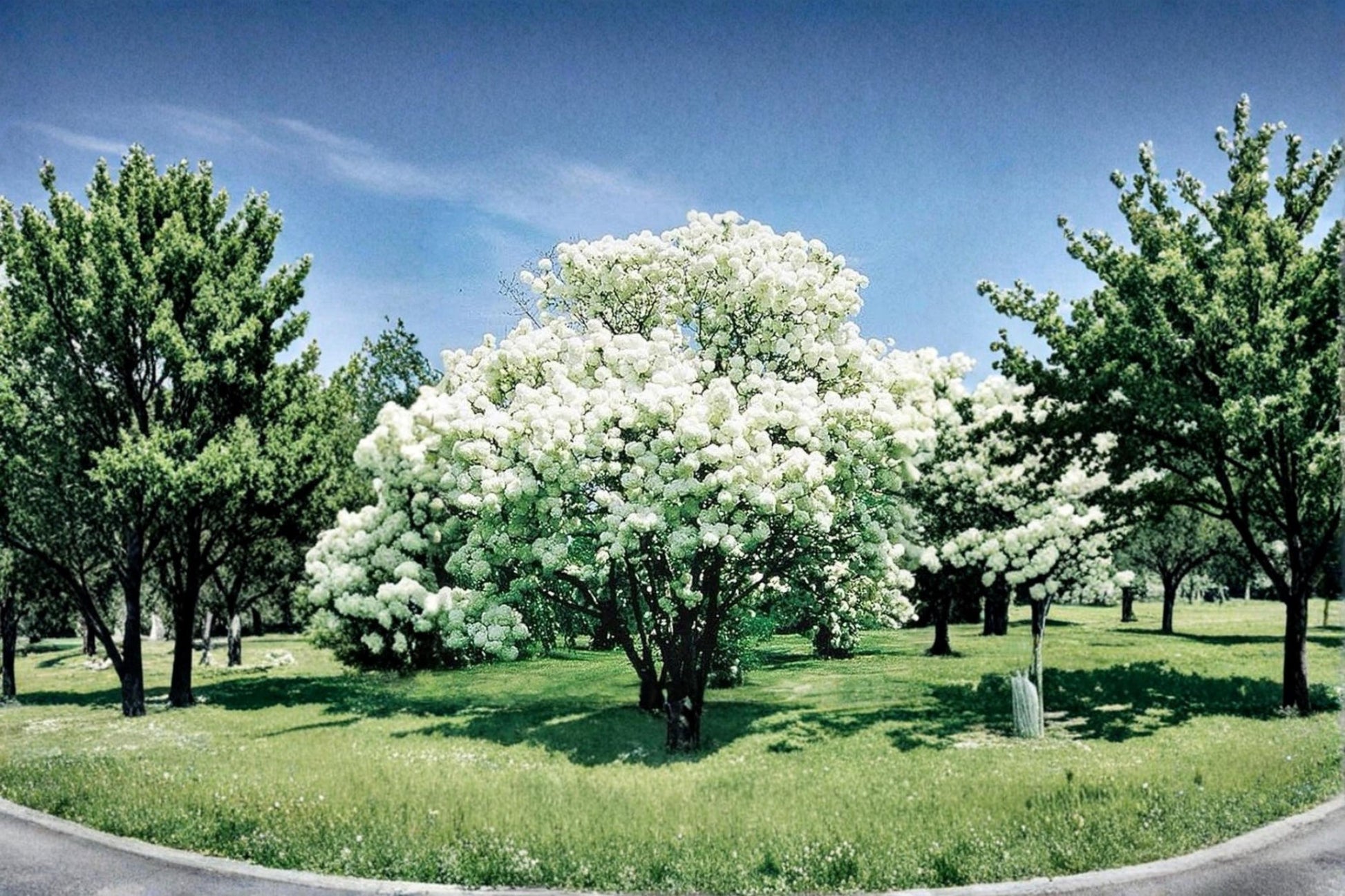 Snowball Bush Live Plant – 2 ft Tall Viburnum opulus ‘Roseum’ White Flowering Shrub for Garden Landscape