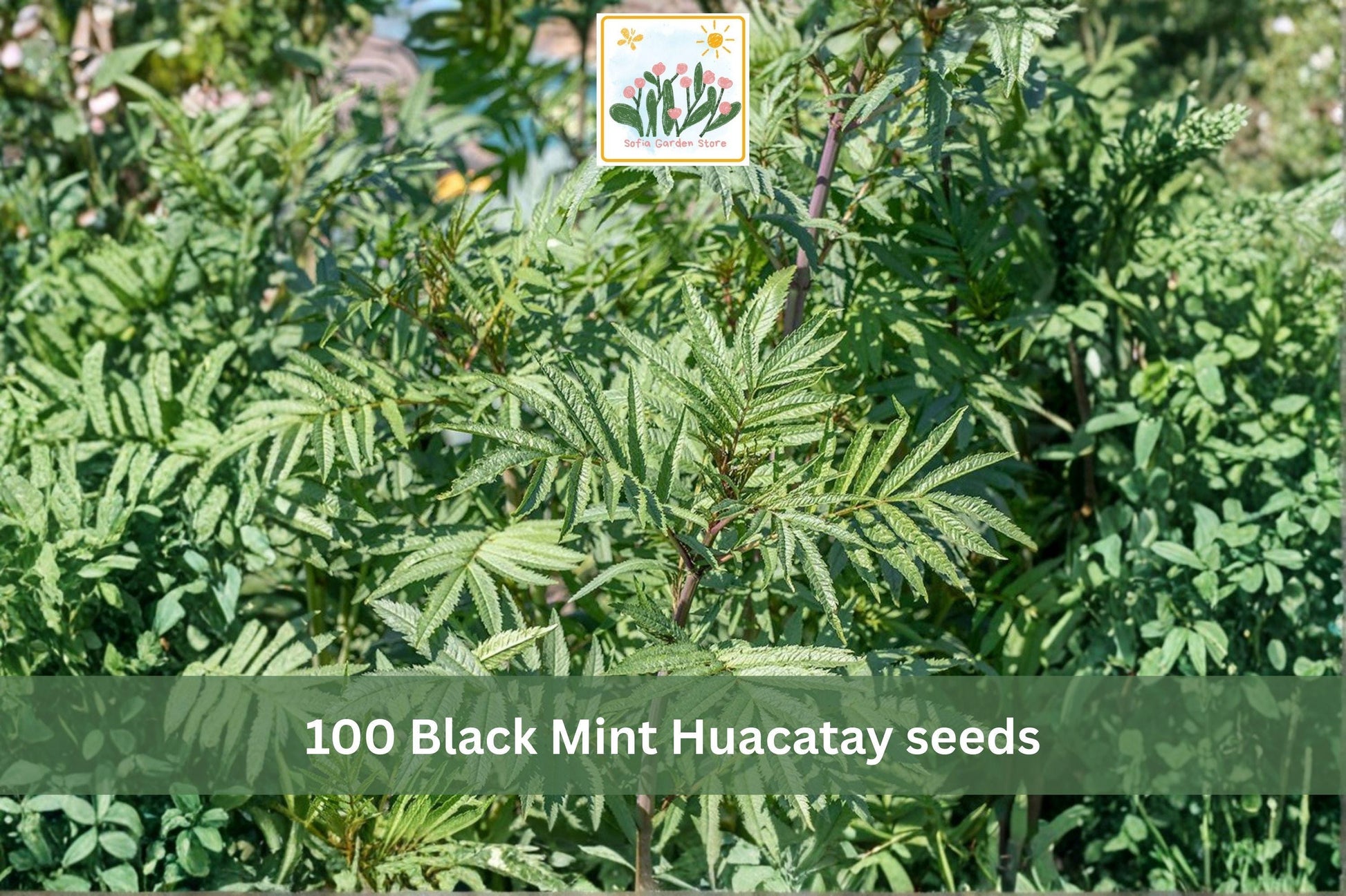 Black Mint Huacatay Seeds 100pcs – Aromatic Culinary Herb, Tagetes minuta, Fast-Growing Annual for Herb Gardens & Containers