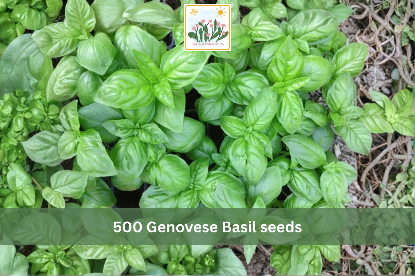 Genovese Basil Seeds 500pcs – Sweet Italian Herb for Garden & Container Growing – Ocimum basilicum