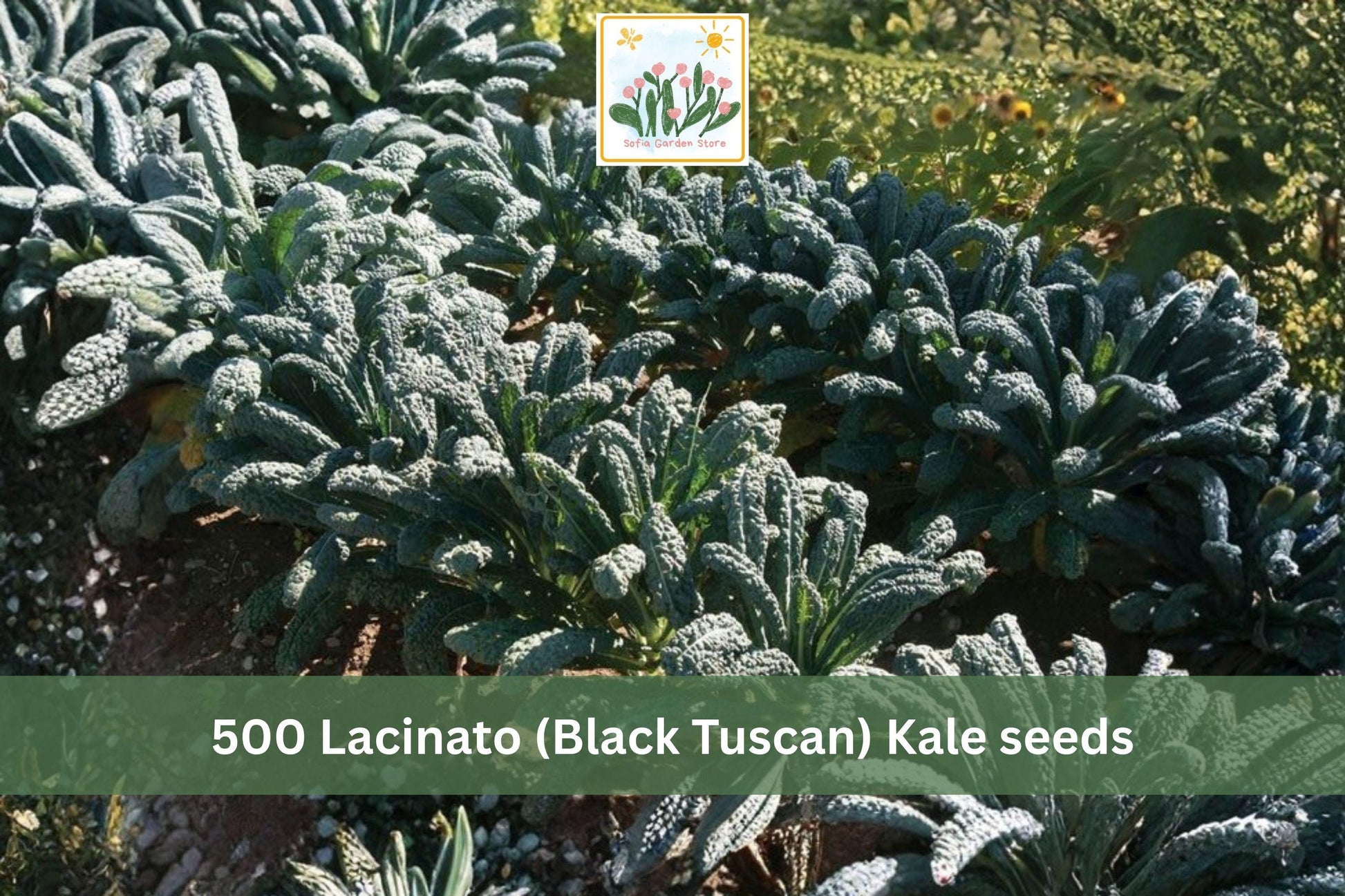 Lacinato Kale Seeds 500pcs – Black Tuscan Dinosaur Kale Vegetable Seeds for Garden Planting – Brassica oleracea