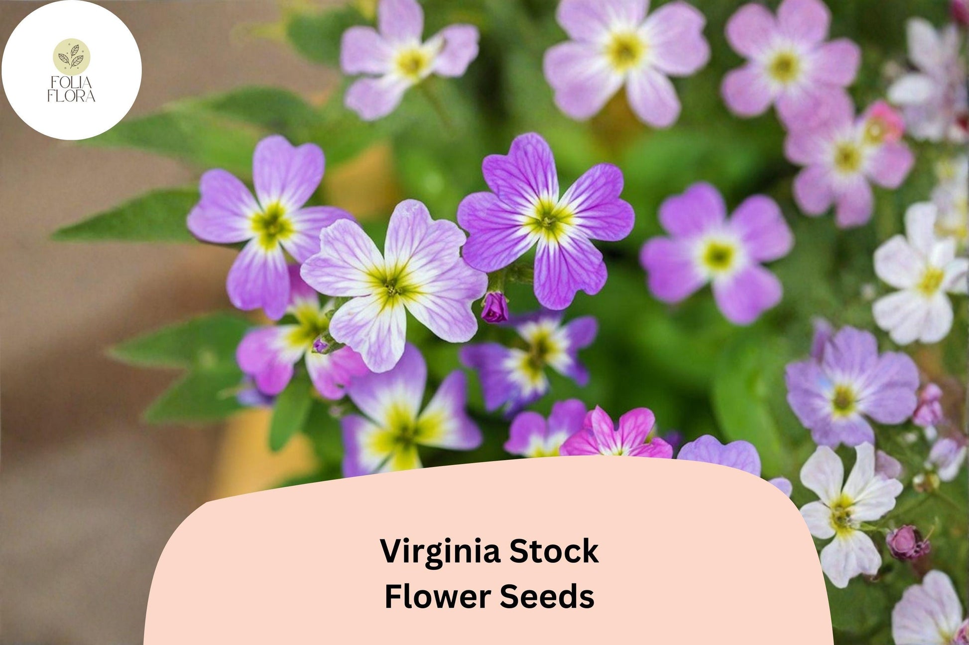 Virginia Stock Seeds – 100 Malcolmia maritima Annual for Borders, Beds & Cottage Gardens