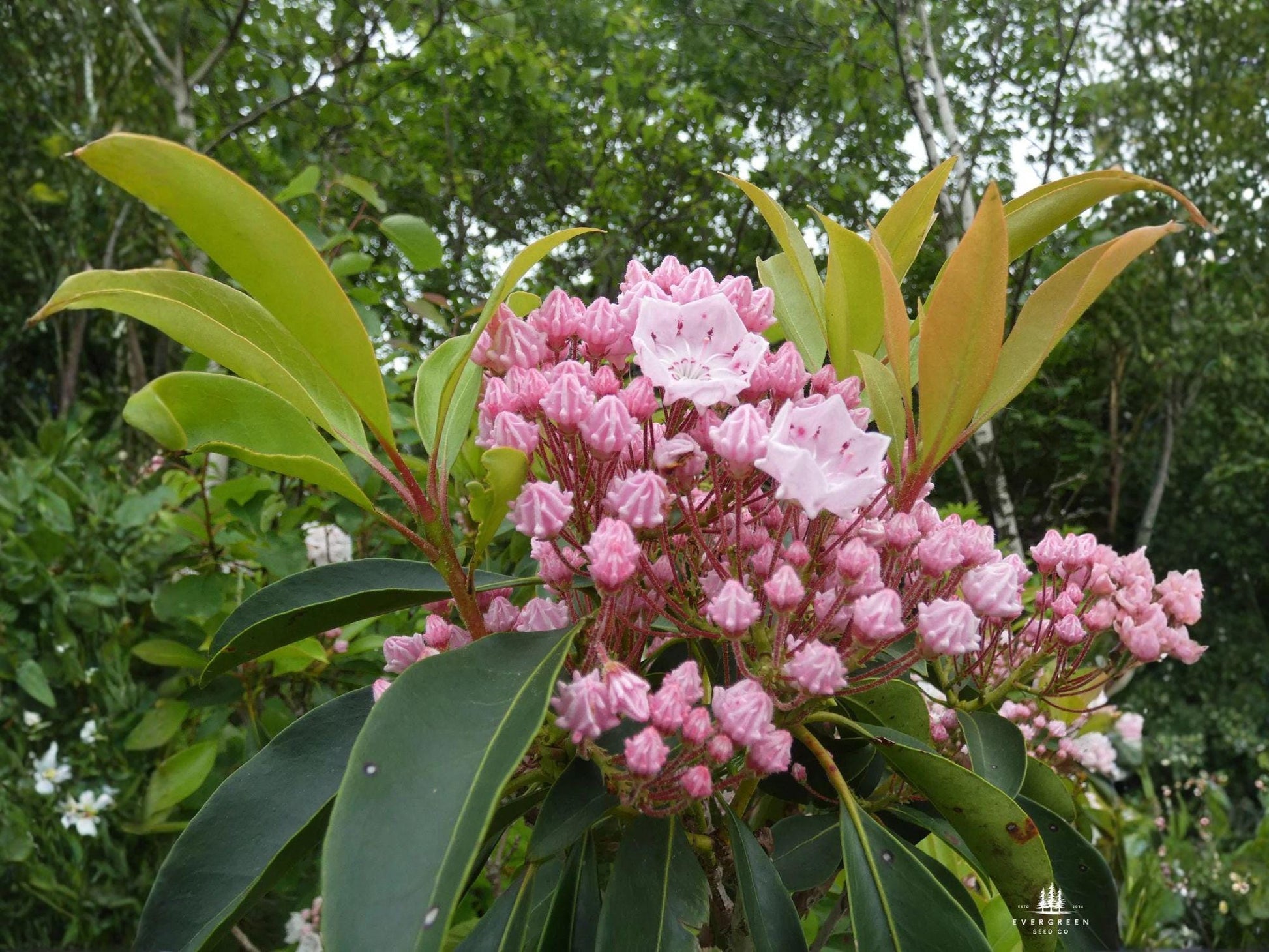Mountain Laurel Seeds – Heirloom Non-GMO Kalmia latifolia for Woodland Gardens and Shade Landscapes