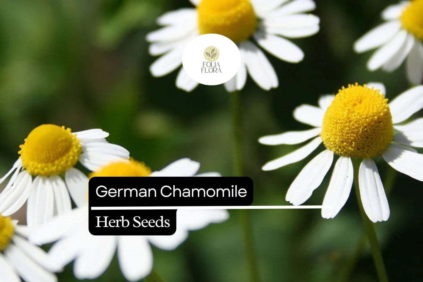 German Chamomile Seeds – 100 Matricaria recutita Herb Seeds for Herb Gardens, Cottage Gardens & Containers