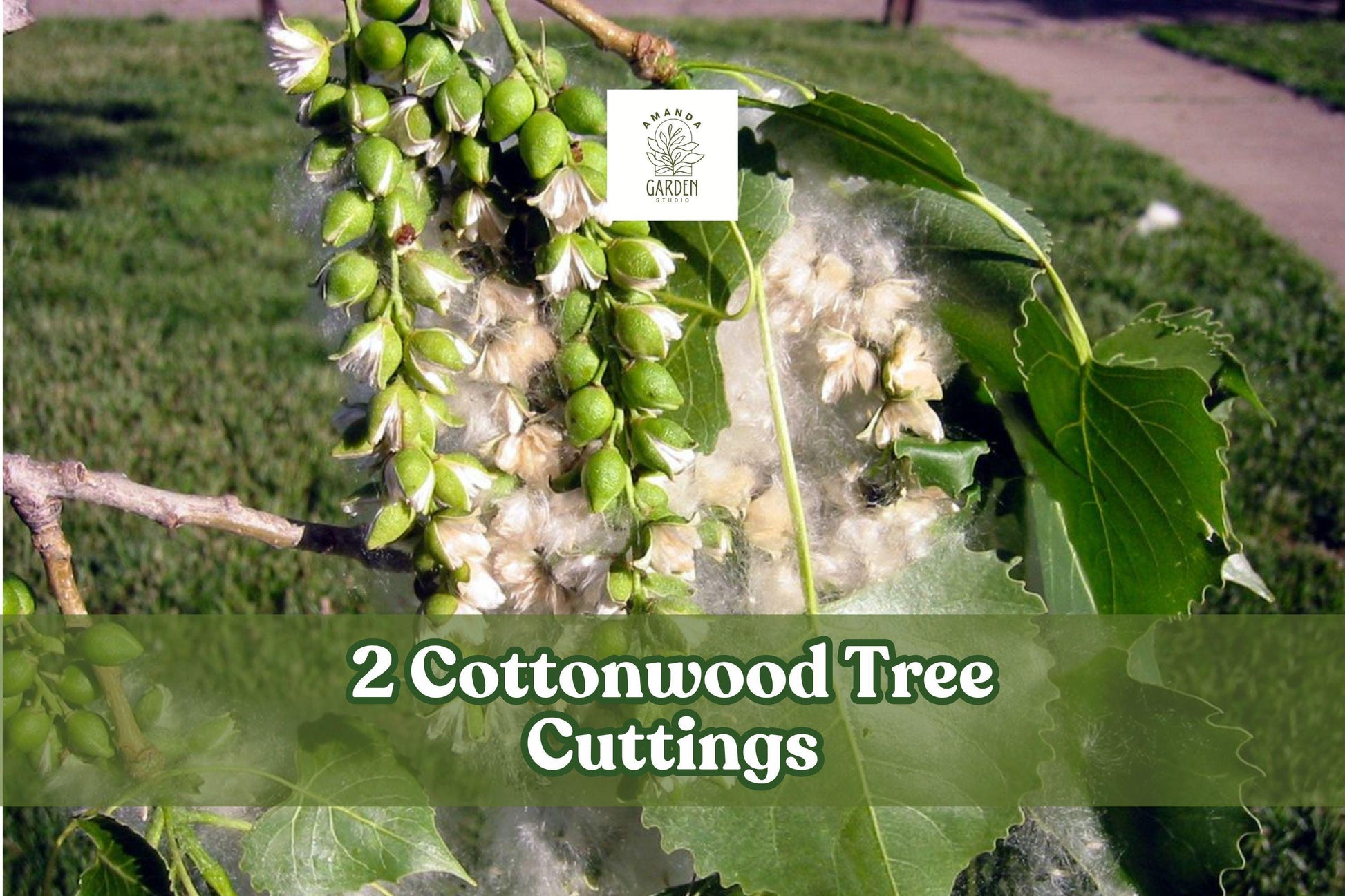 Cottonwood Tree Cuttings – Fast-Growing Shade Trees – Populus deltoides, Deciduous Landscape Trees (2 Pack)