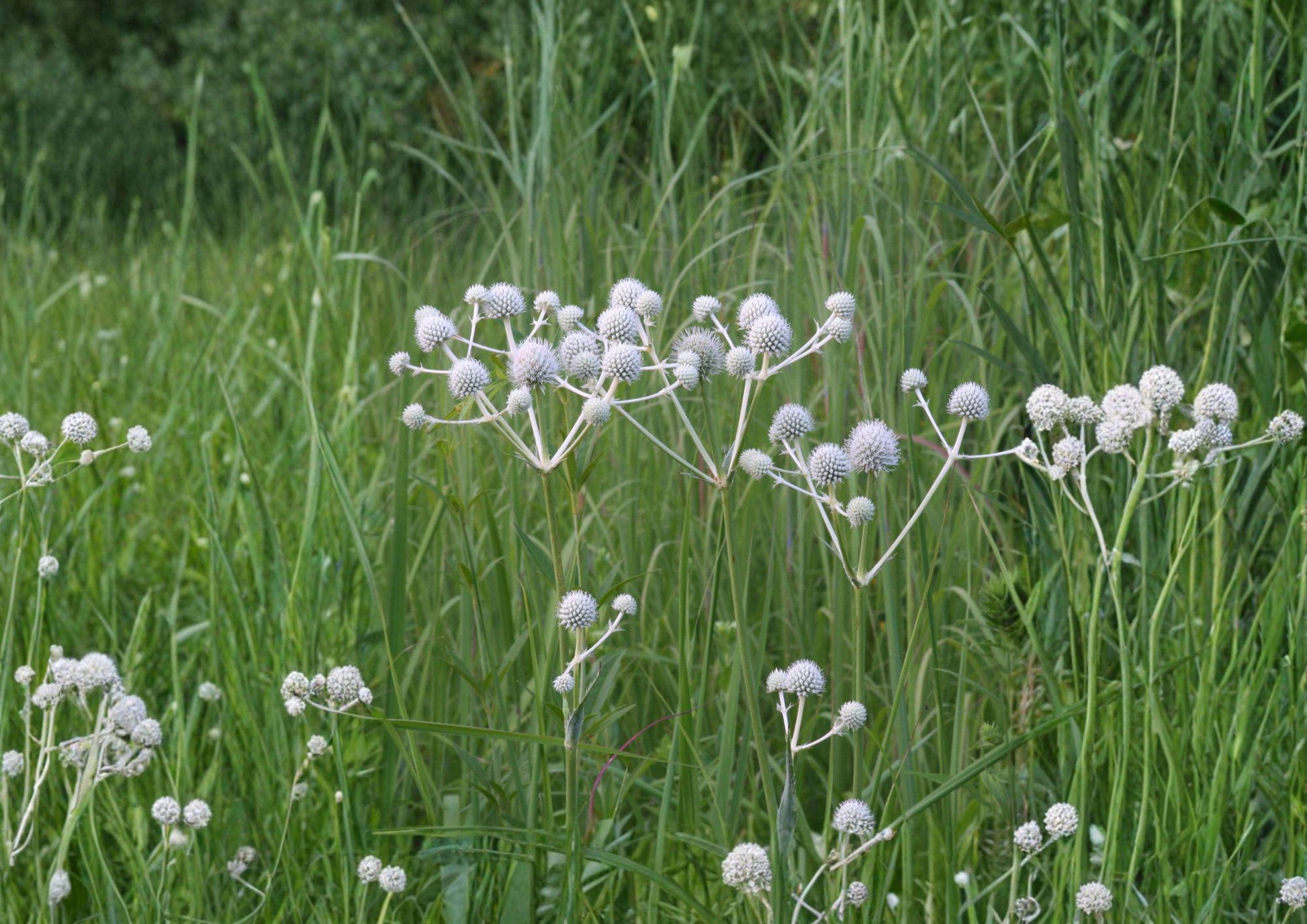 Eryngium Yuccifolium Seeds – Native Prairie Perennial with White Globe Blooms, Drought-Tolerant Pollinator Plant, 100 Seeds
