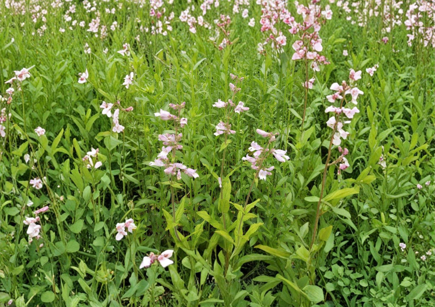 Canyon Beardtongue Seeds – Native Pink Tubular Wildflower, Penstemon Comarrhenus, Drought Tolerant Perennial, 50 Seeds