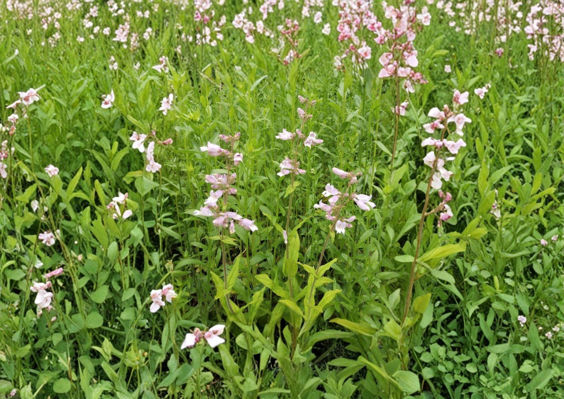 Canyon Beardtongue Seeds – Native Pink Tubular Wildflower, Penstemon Comarrhenus, Drought Tolerant Perennial, 50 Seeds