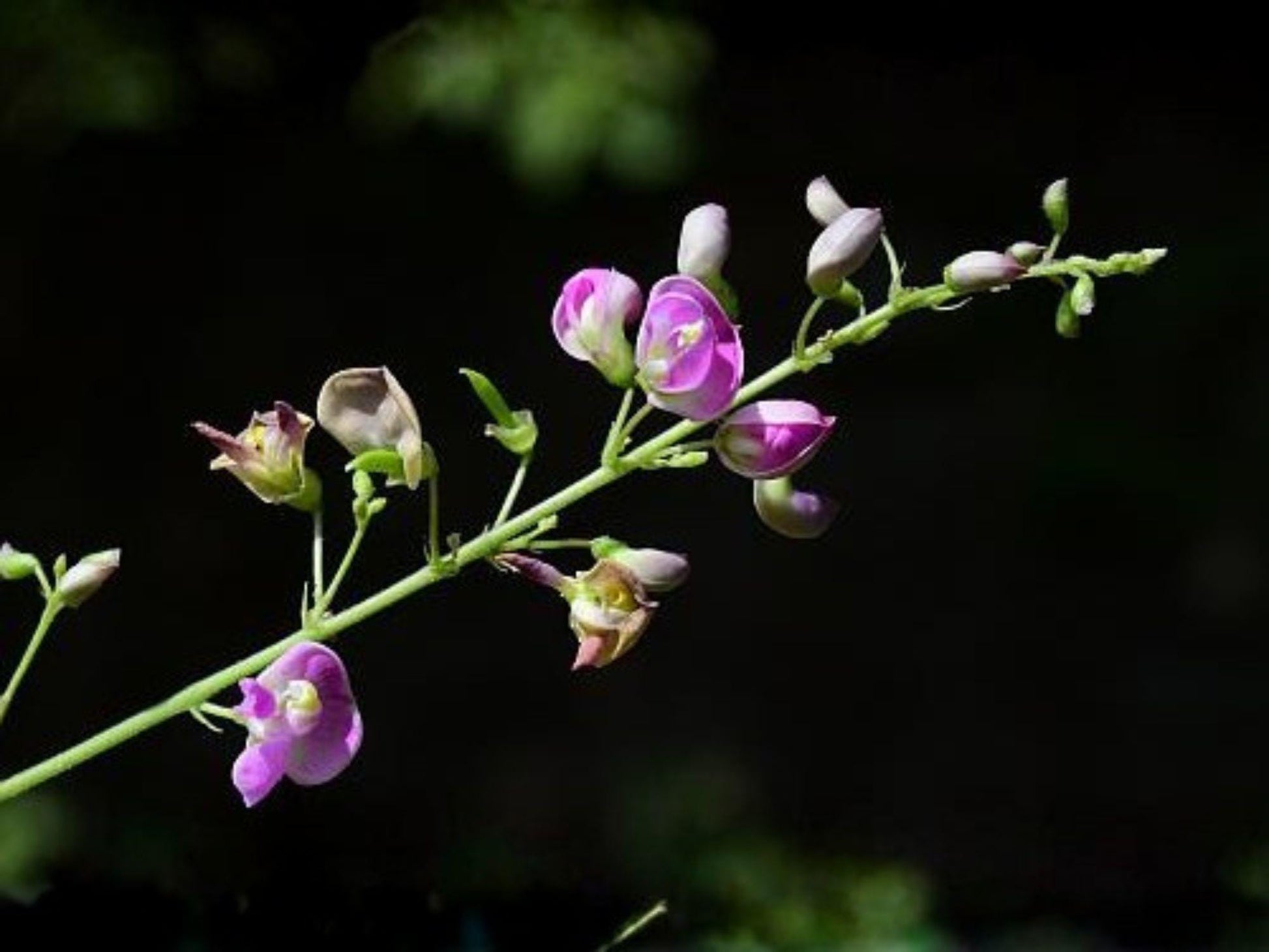 Wild Kidney Bean Seeds – 5 Phaseolus polystachios Native Climbing Vine Seeds for Woodland Gardens & Ecological Restoration