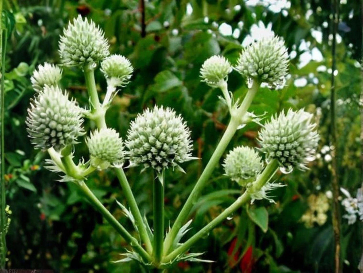Rattlesnake Master Seeds – 100 Eryngium yuccifolium Native Wildflower Seeds for Prairie Gardens & Pollinator Attracting