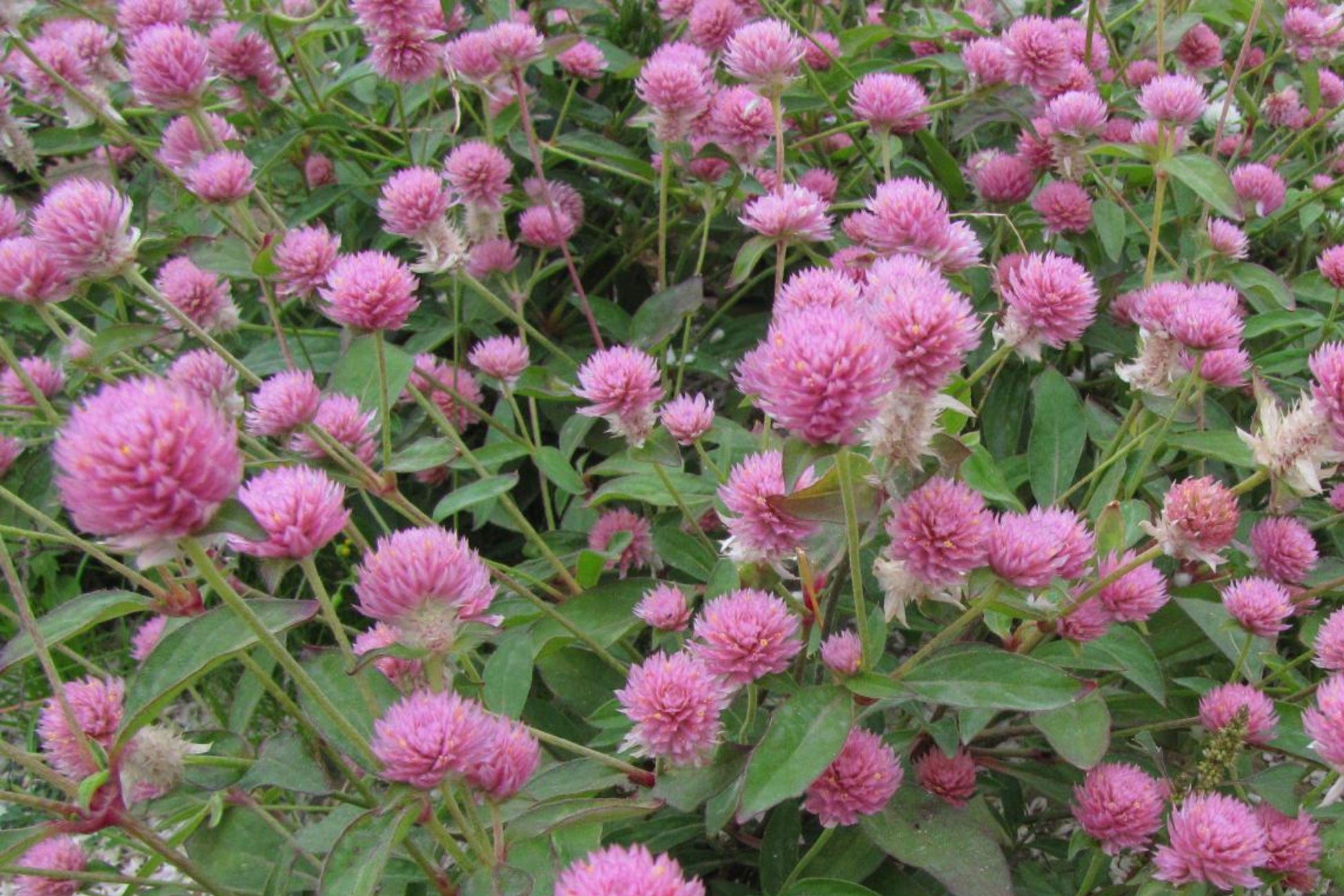 Red Clover Seeds – Heirloom Perennial, Pollinator Friendly, Nitrogen Fixing, Trifolium pratense, 100 Pack