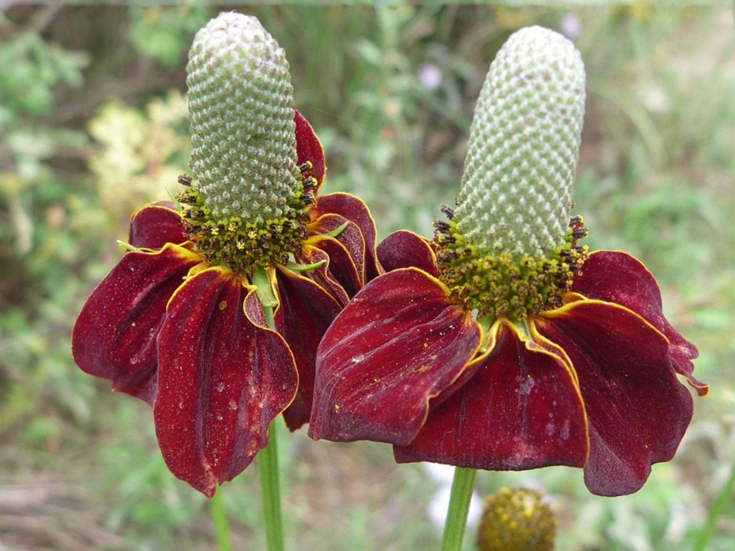 Prairie Coneflower Seeds – Heirloom Non-GMO Wildflower Seeds for Pollinator Gardens & Natural Landscapes (Ratibida columnifera)