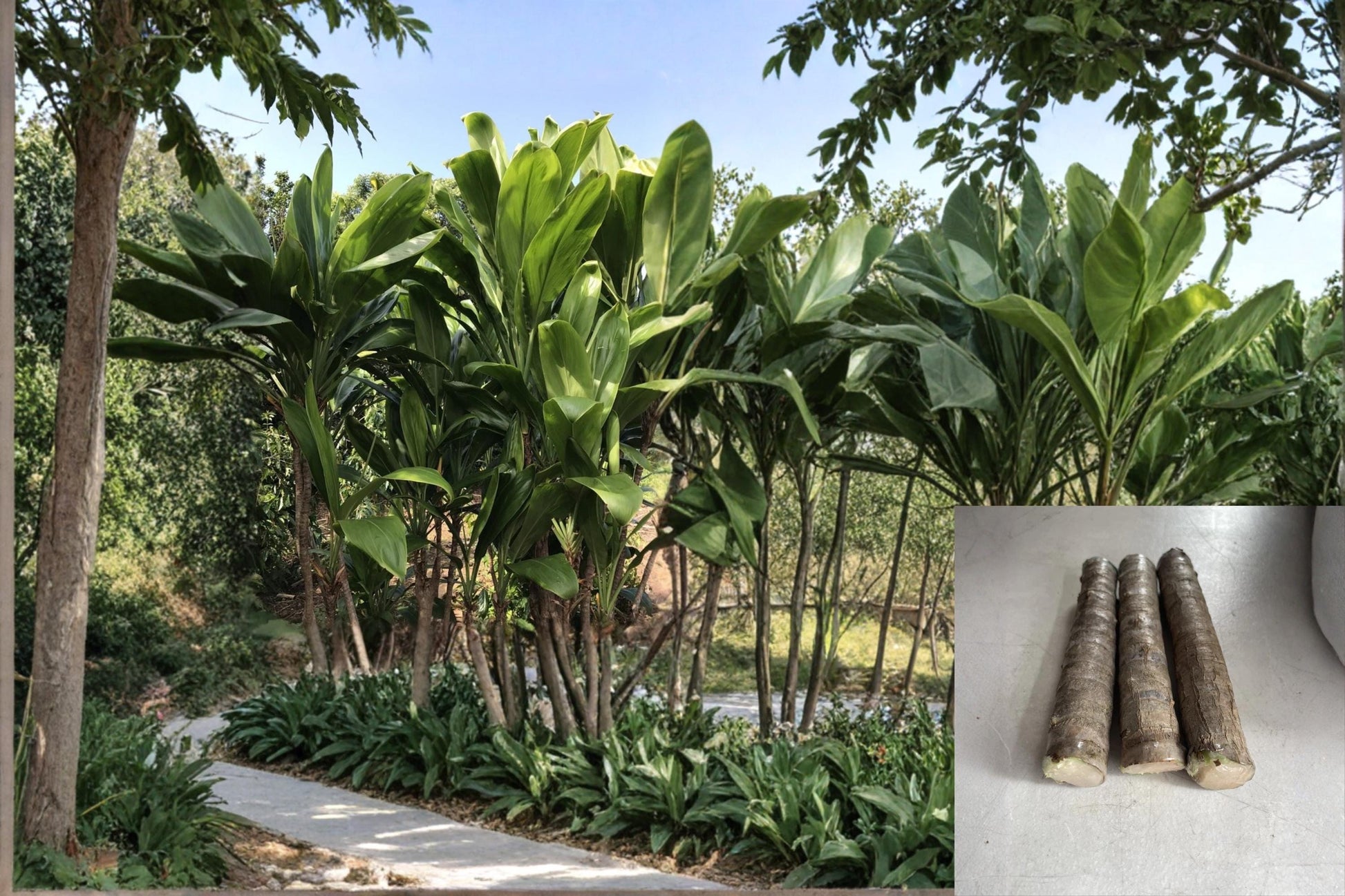 Hawaiian Green Ti Leaf Cuttings 6" Unrooted Starter Logs Cordyline fruticosa Tropical Evergreen Shrub