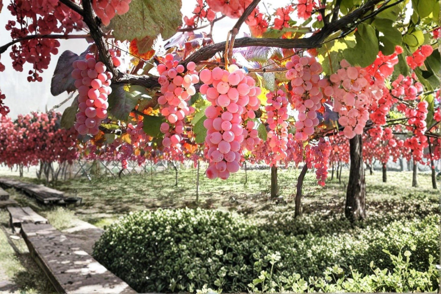Koshu Grape Vine Plant – Vitis vinifera ‘Koshu’ – Japanese White Wine Grape for Garden or Vineyard