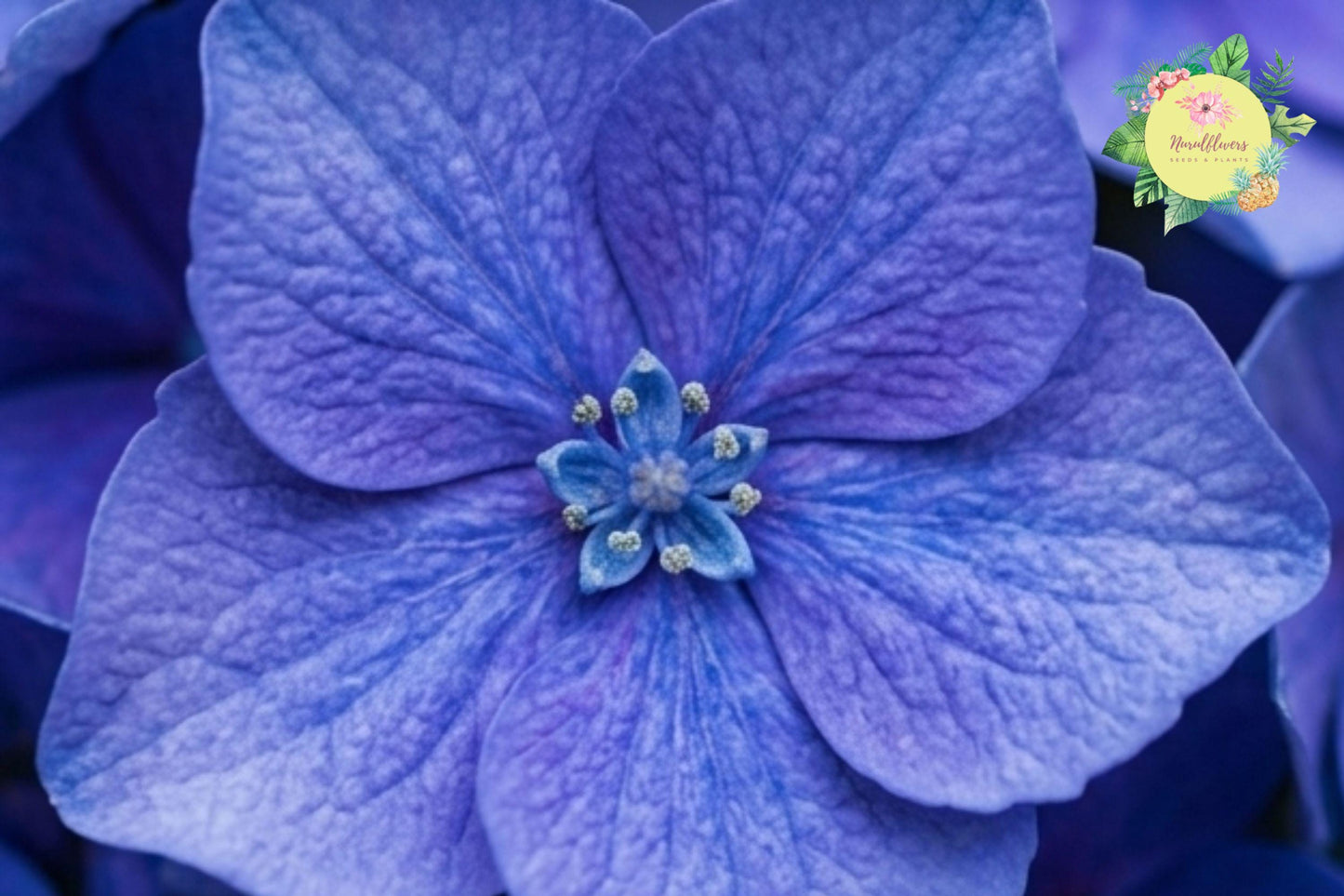 Muse Blue Hydrangea Seeds – Non-GMO Flower Seeds for Blue Blooms, Hydrangea macrophylla, 85 or 250 Pack