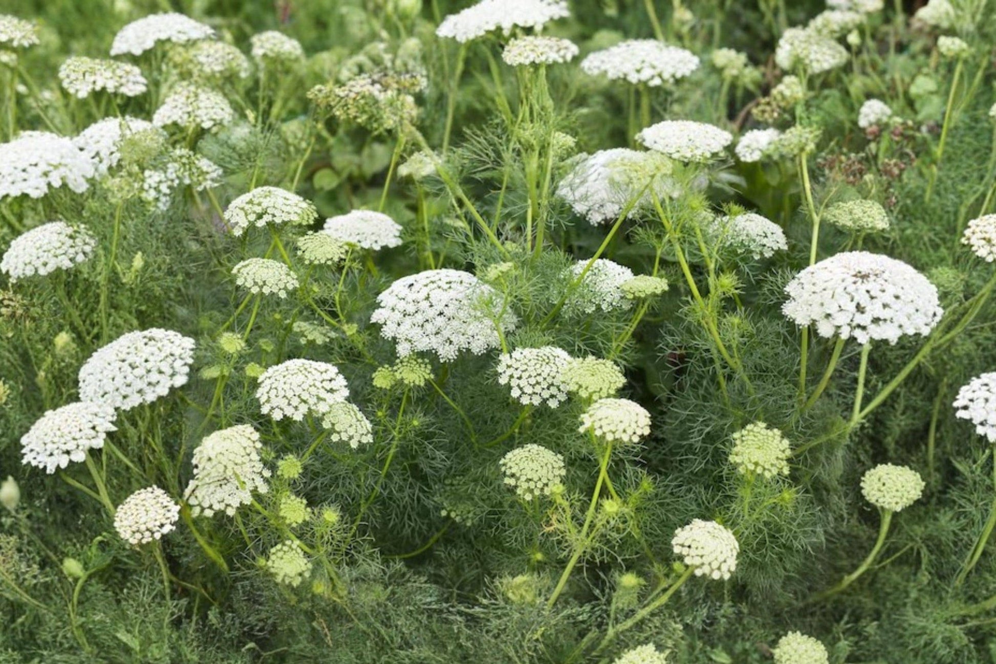Bishop's Flower Seeds – Ammi Majus White Wildflower, Pollinator Friendly Annual, 100 Pack