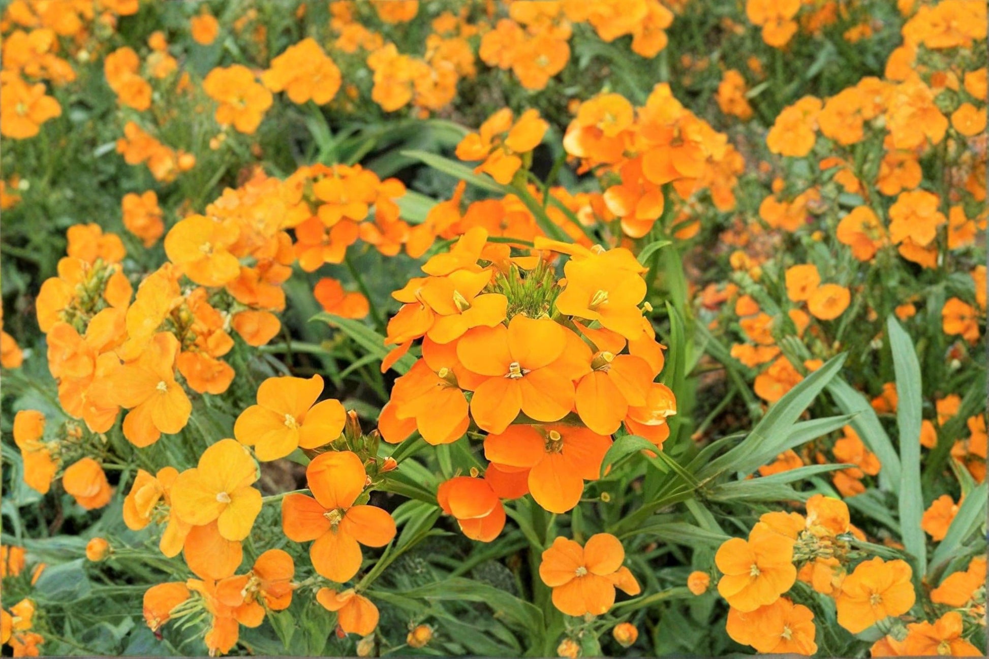 Siberian Wallflower Seeds – Bright Orange Blooms, Pollinator Friendly Garden Plant, Cheiranthus allionii, 100 Pack