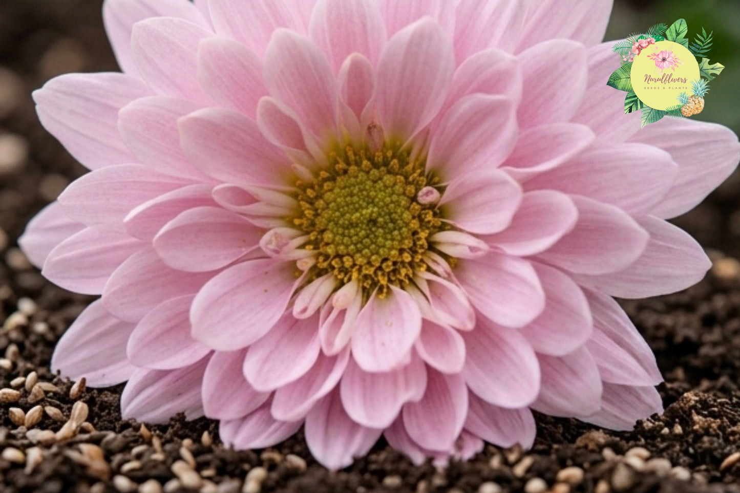 Chrysanthemum Seeds – Soft Pastel Mix Flower Garden Planting, Over 200 Seeds, Chrysanthemum morifolium
