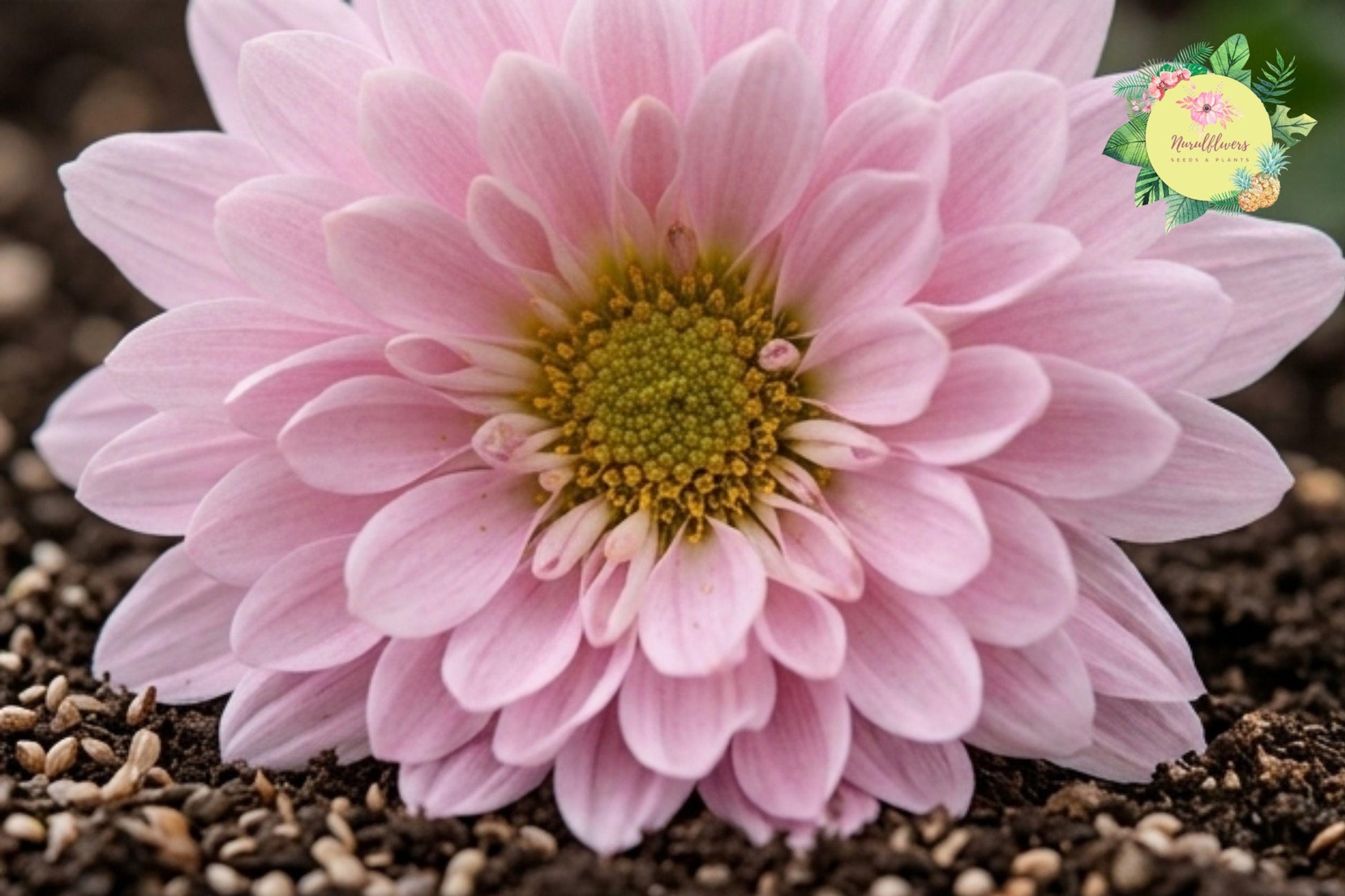 Chrysanthemum Seeds – Soft Pastel Mix Flower Garden Planting, Over 200 Seeds, Chrysanthemum morifolium