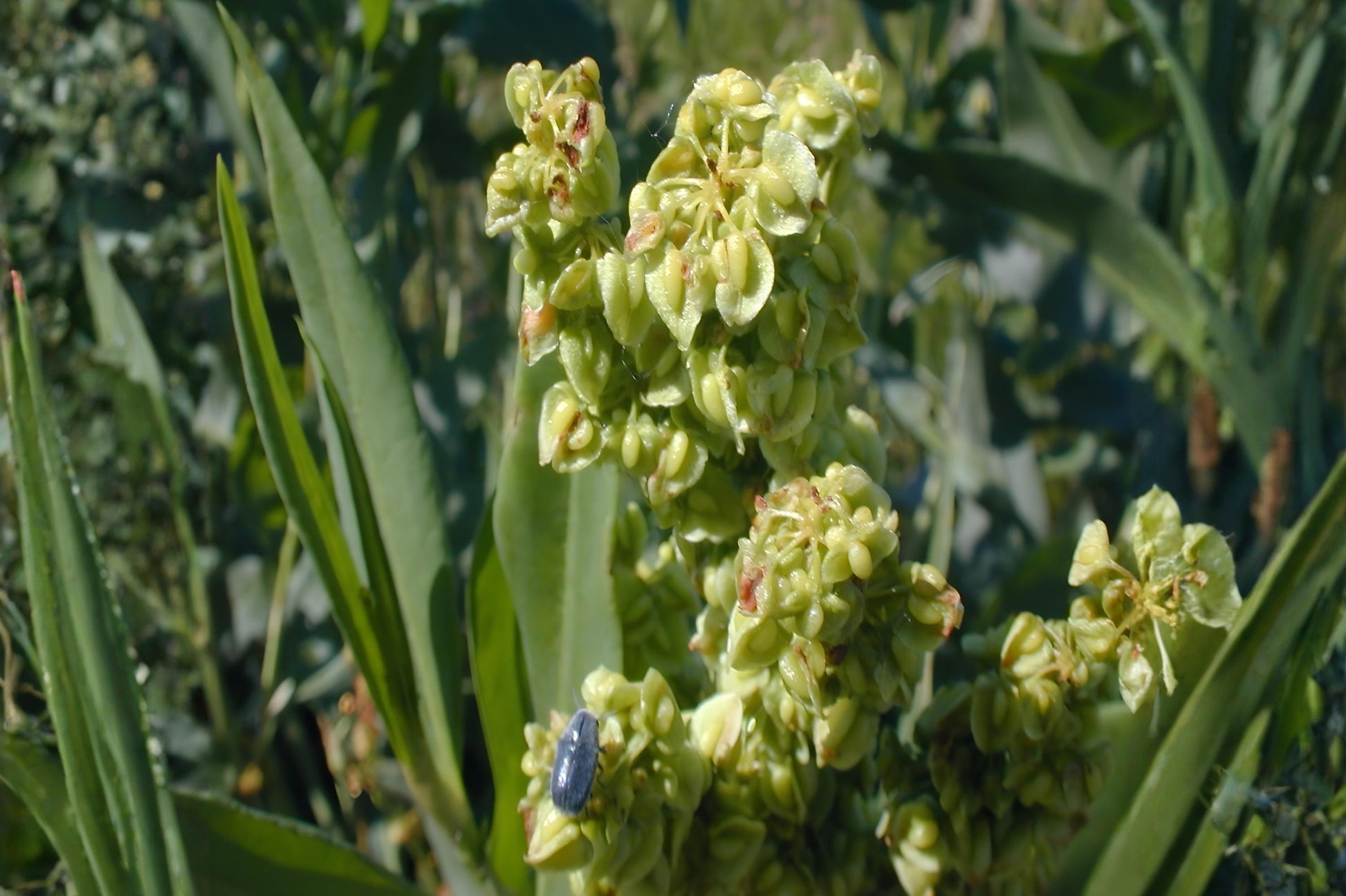 Pale Dock Seeds (Rumex altissimus) Native Wildflower for Moist Soils & Wildlife Habitats, 100 Seeds