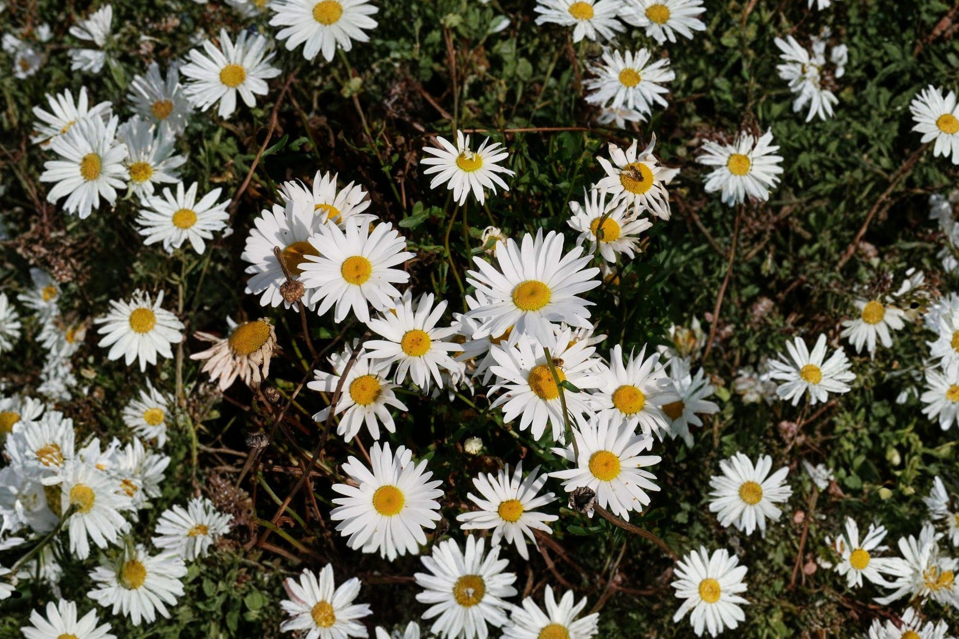 Oxeye Daisy Seeds – Wildflower for Pollinator Gardens, Hardy Perennial, White Flowers, Leucanthemum vulgare